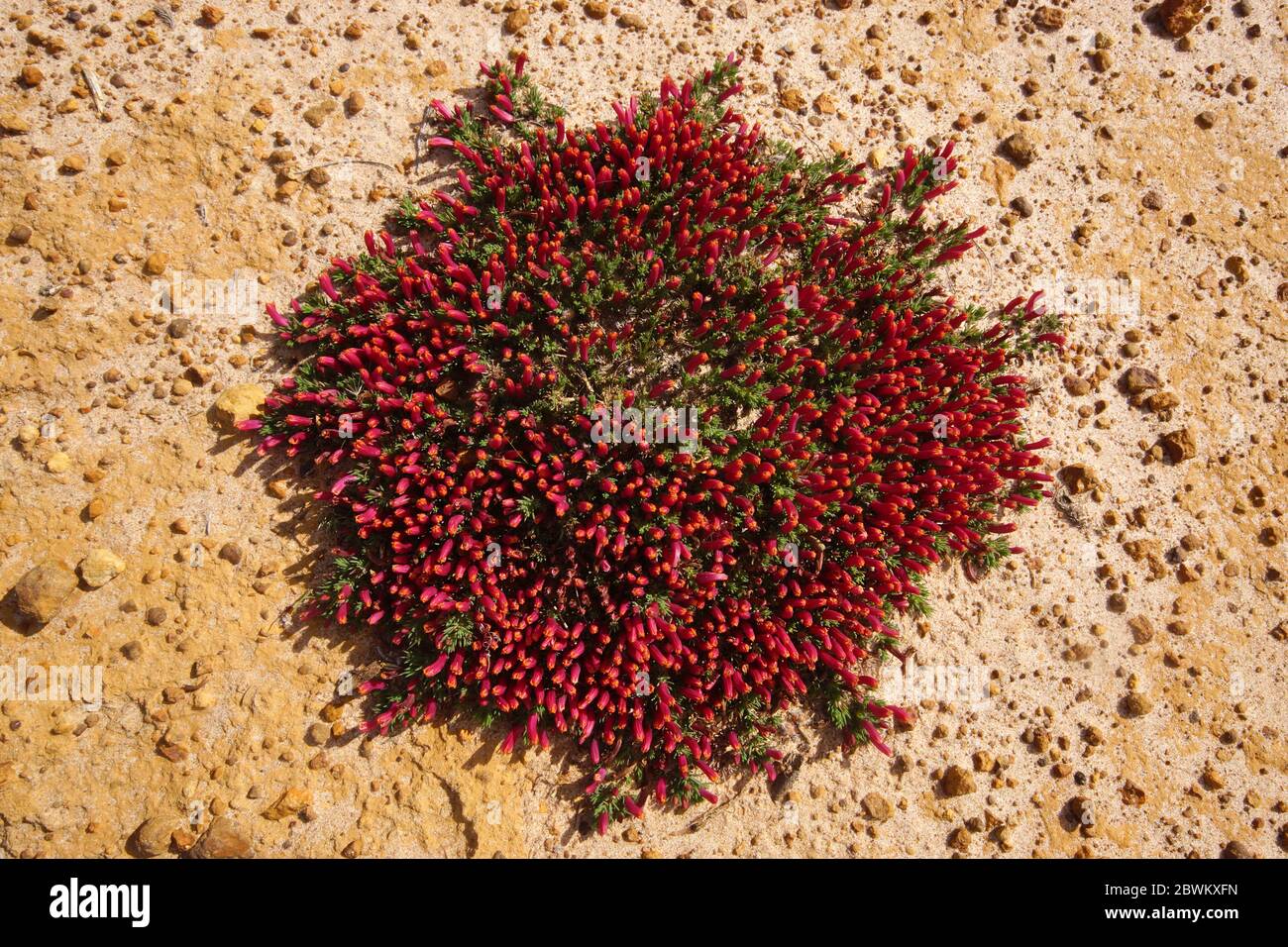 Australian wildflowers: Geometric round patch of Lechenaultia tubiflora with red flowers, in gravel and sand, Western Australia, view from above Stock Photo