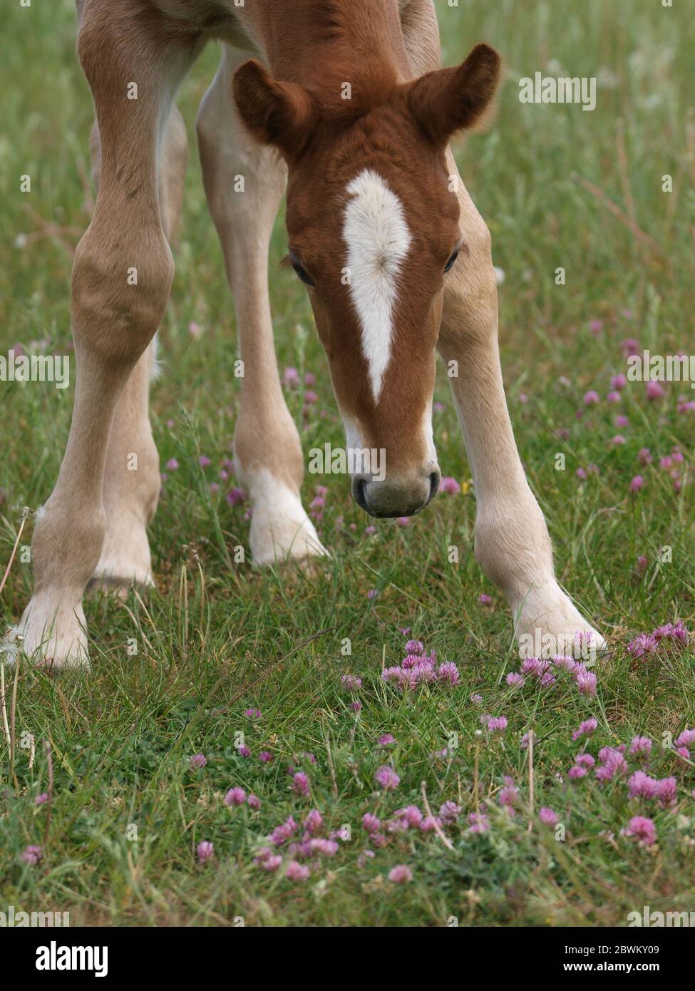 A rare breed Suffolk Punch foal tries to bend down to reach the grass. Stock Photo