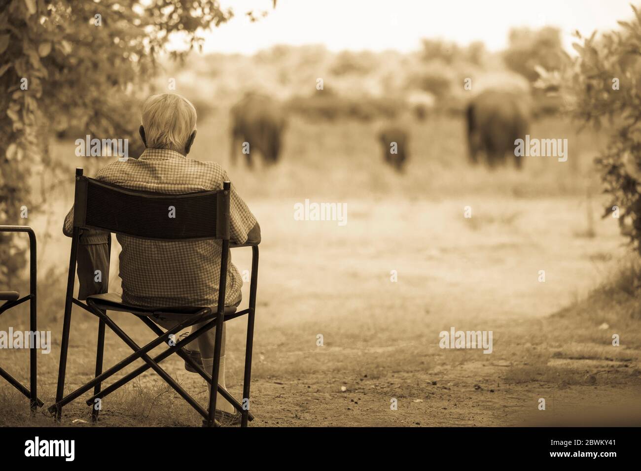 Senior man in a chair observing a group of elephants close by. Stock Photo