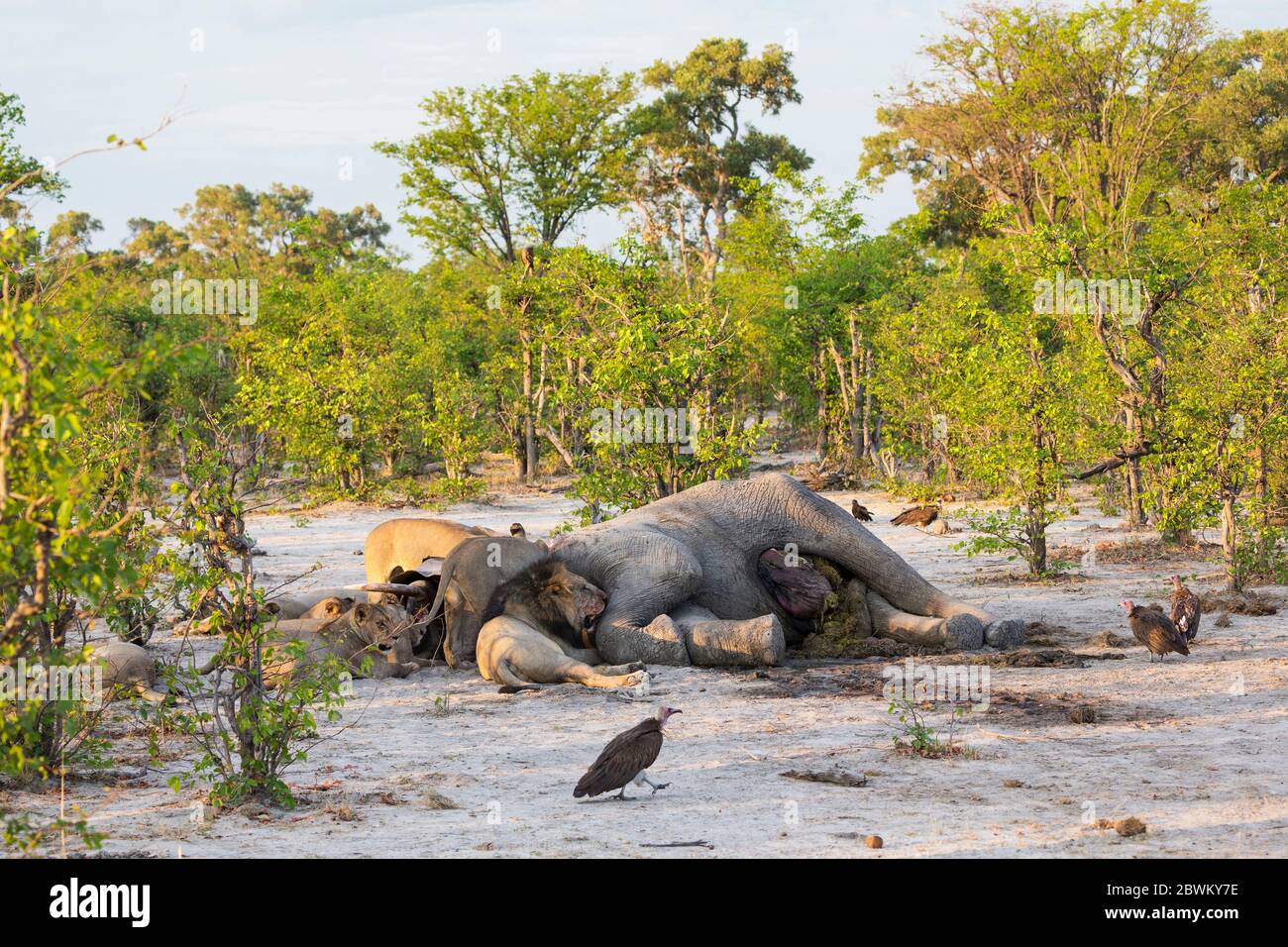 Adult lions feasting on a dead elephant carcass in a game reserve Stock ...