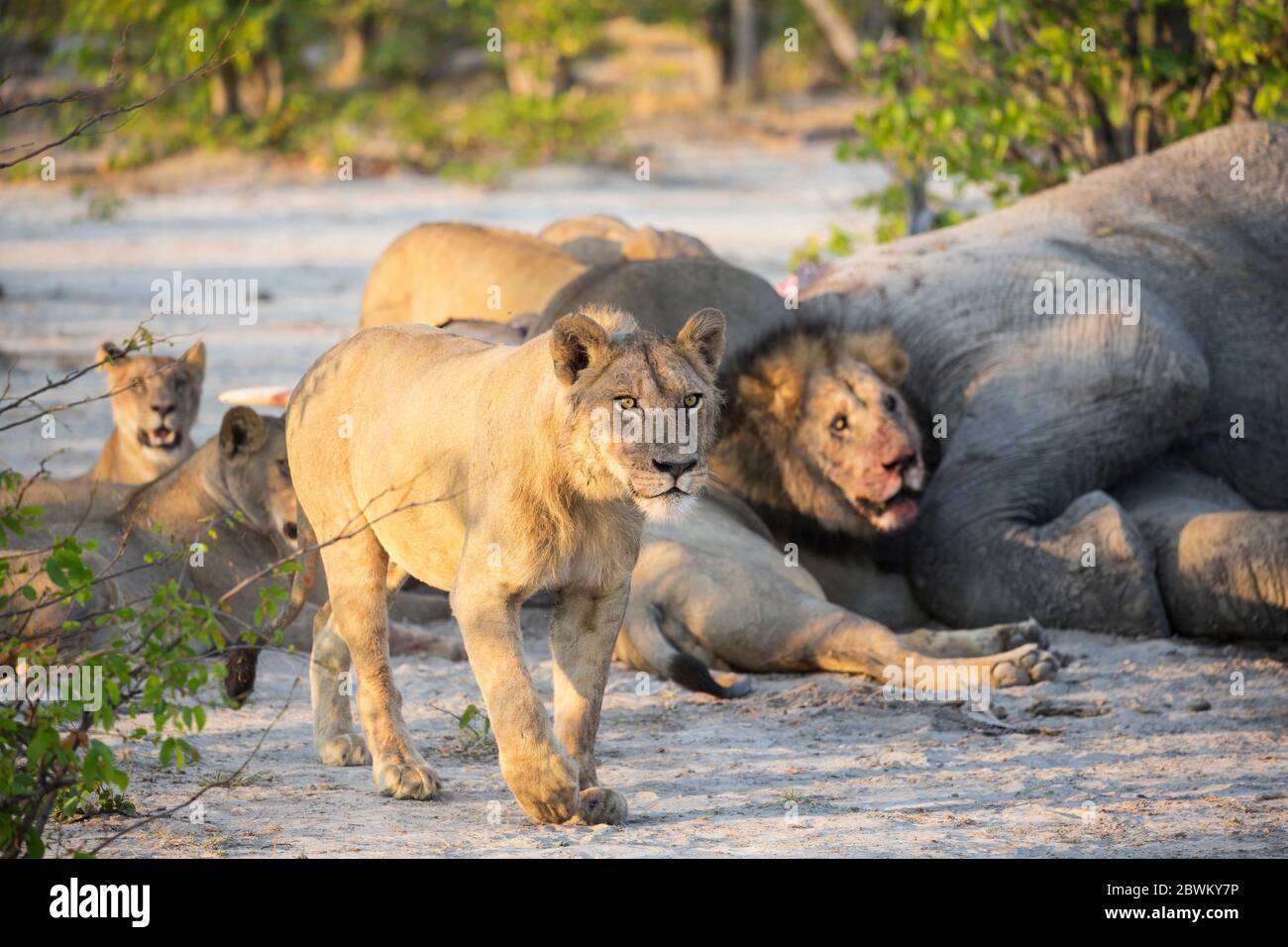 Children Nature Conservation Elephant High Resolution Stock Photography ...