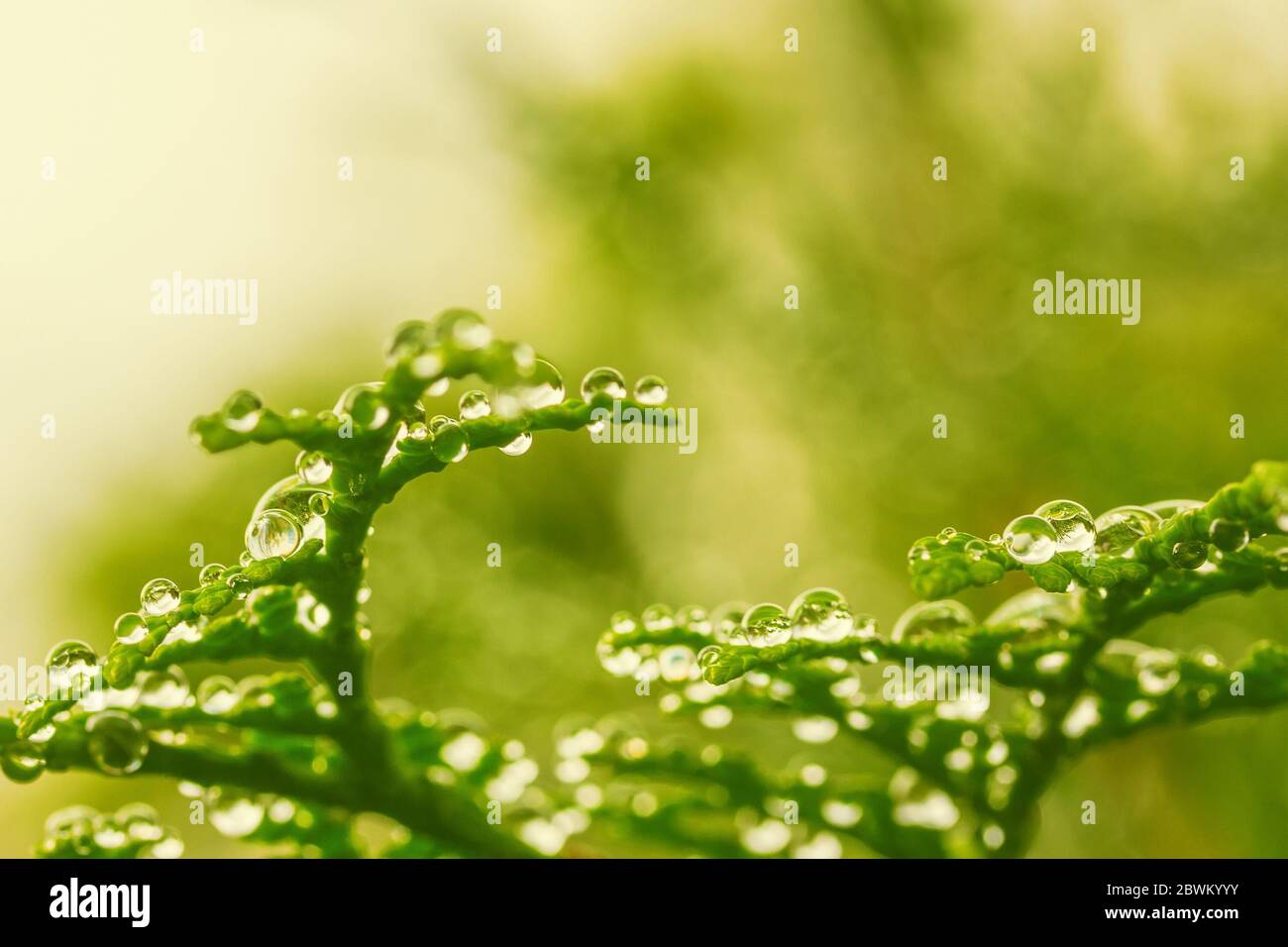 natural background with dew drops on green branches of thuja, low depth of field Stock Photo
