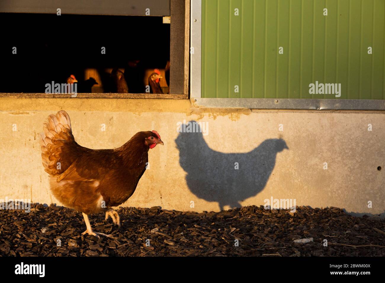 Free range chickens by a hen house, in the early morning, casting ...
