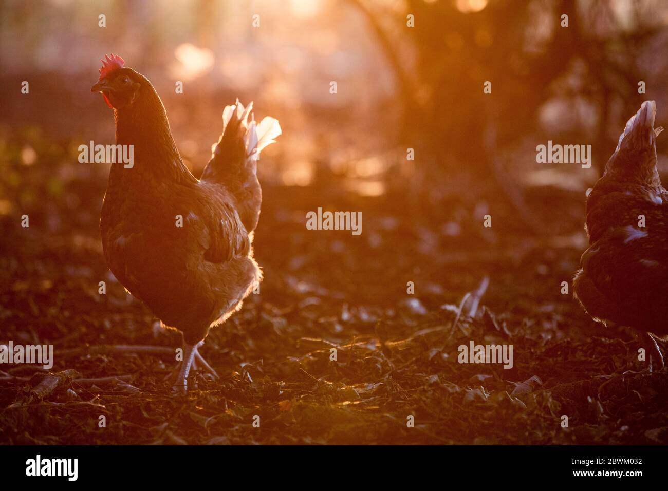 A free range chicken in woodland in early morning light Stock Photo Alamy