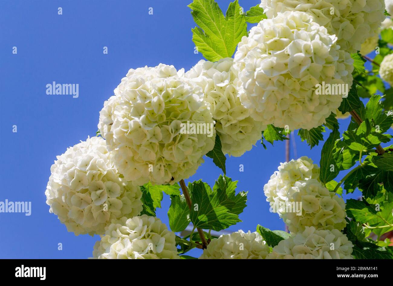 Beautiful blooming white flowers Viburnum Opulus on a background of blue sky Stock Photo