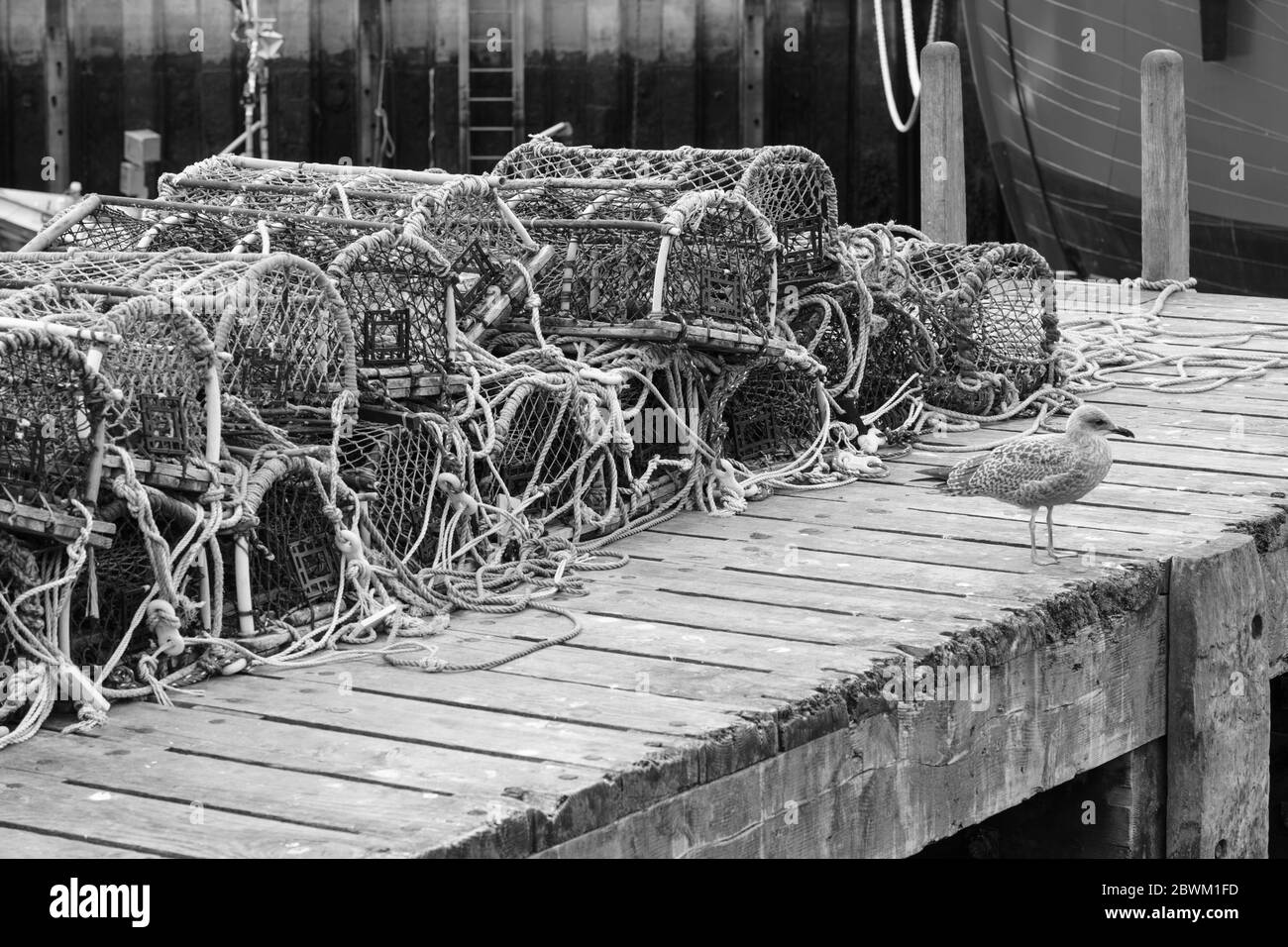 An unfazed seagull stood on a wooden jetty, in the shadow of an entire stack of lobster pots, Whitby, North Yorkshire, England, UK. Stock Photo
