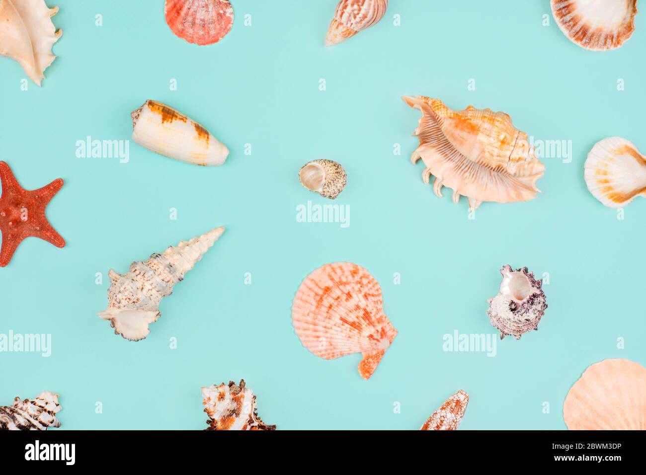 Sea pattern, top view, flat lay. Summer concept. Different sea shells and starfish pattern on light blue background. Stock Photo