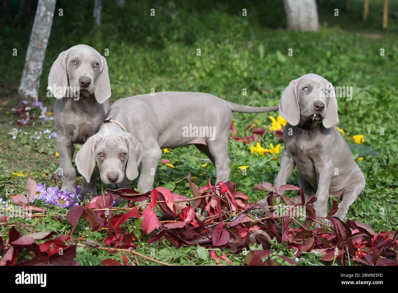 Weimaraner puppies hi-res photography and images - Page 2 - Alamy