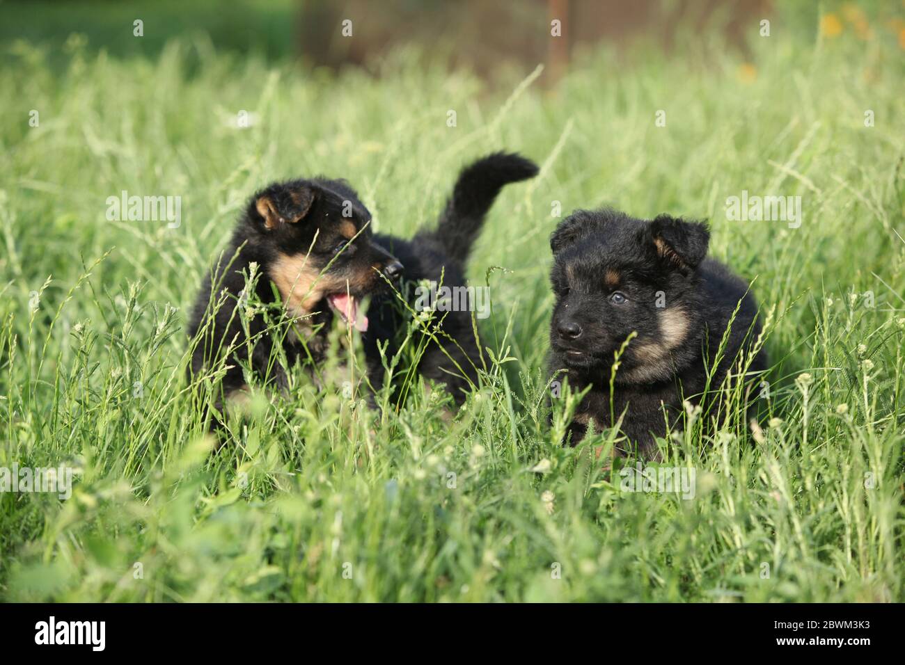 Nice Bohemian shepherd puppies playing in the garden Stock Photo Alamy
