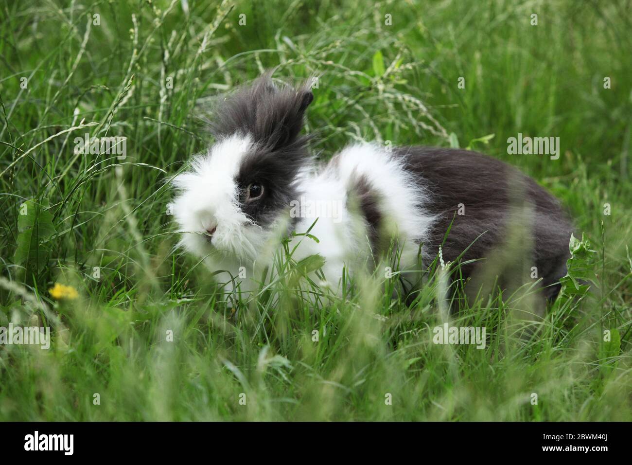 Black and white rabbit on green grass in summer garden Stock Photo - Alamy
