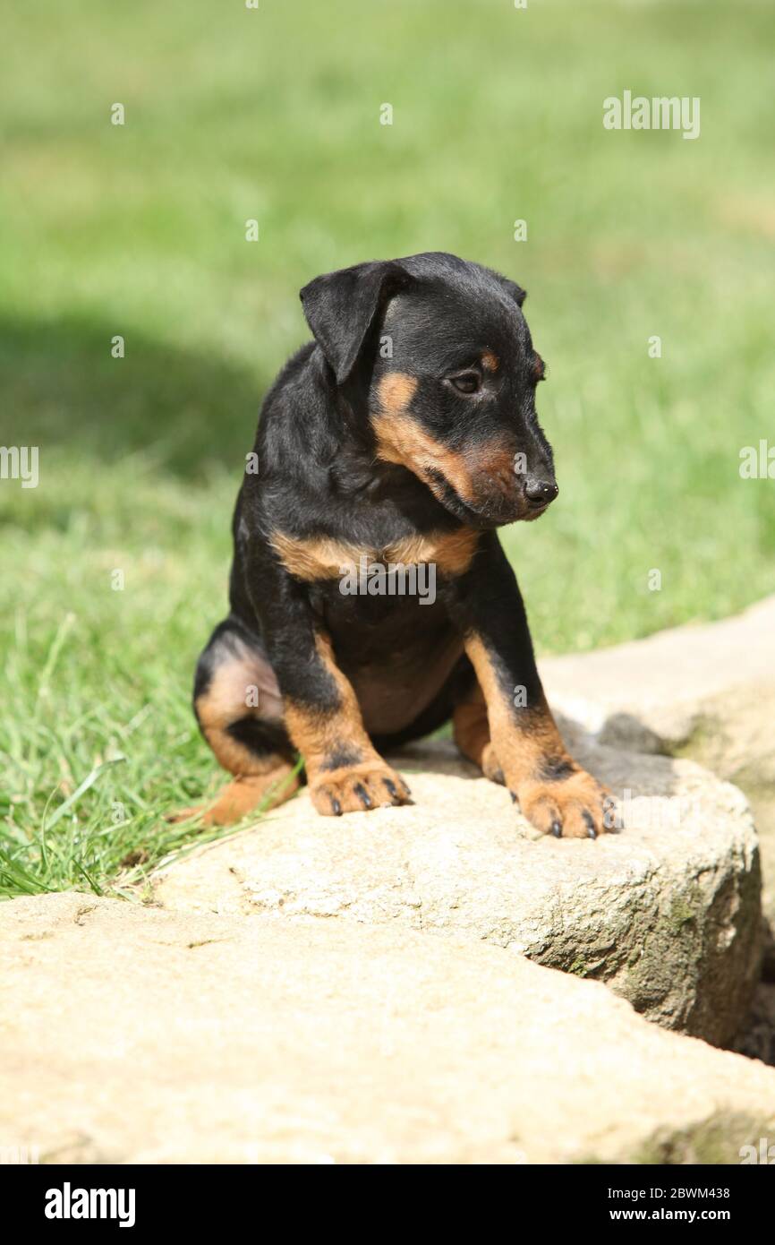 Beautiful puppy of German Hunting Terrier in the garden Stock Photo