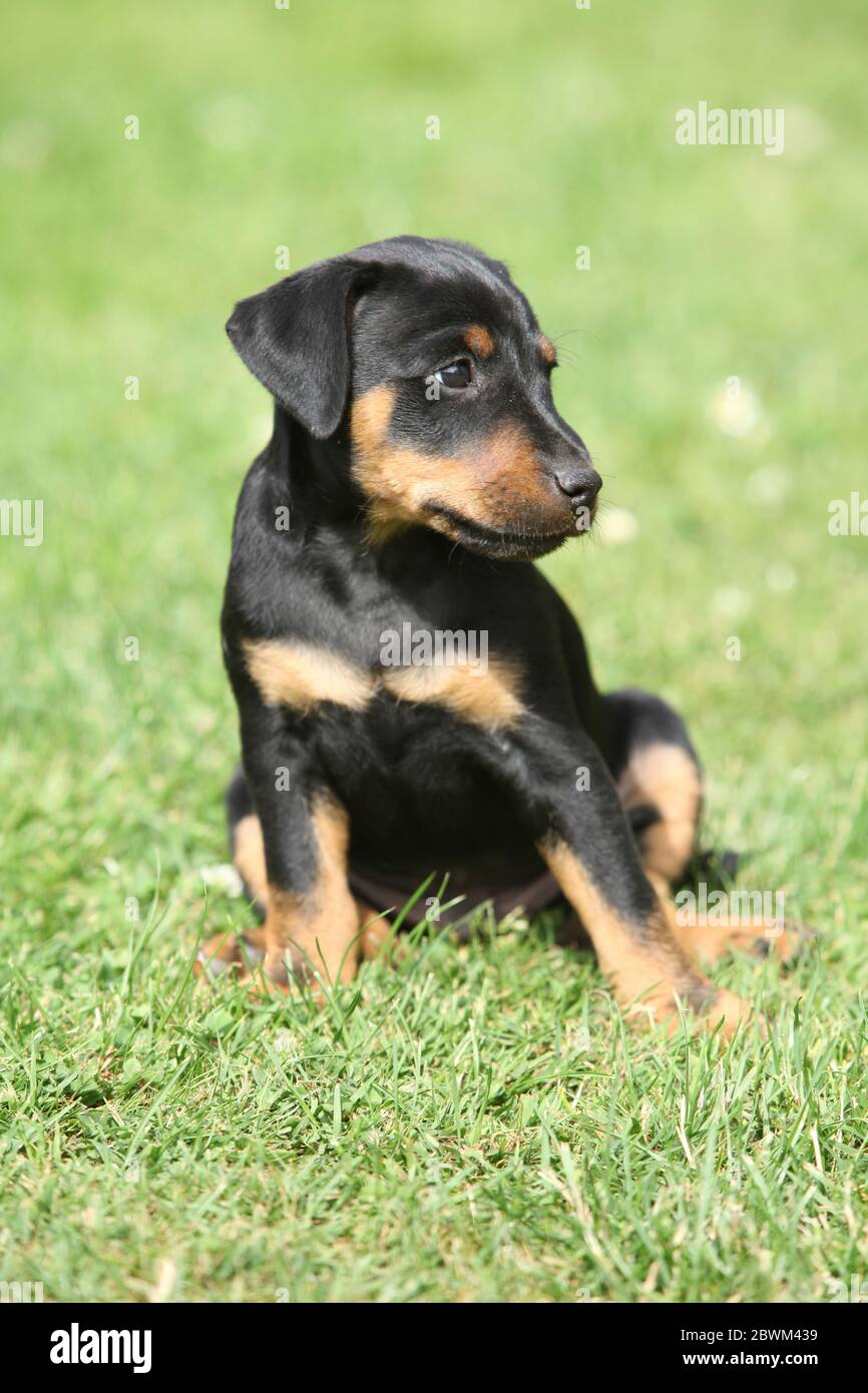 Beautiful puppy of German Hunting Terrier in the garden Stock Photo