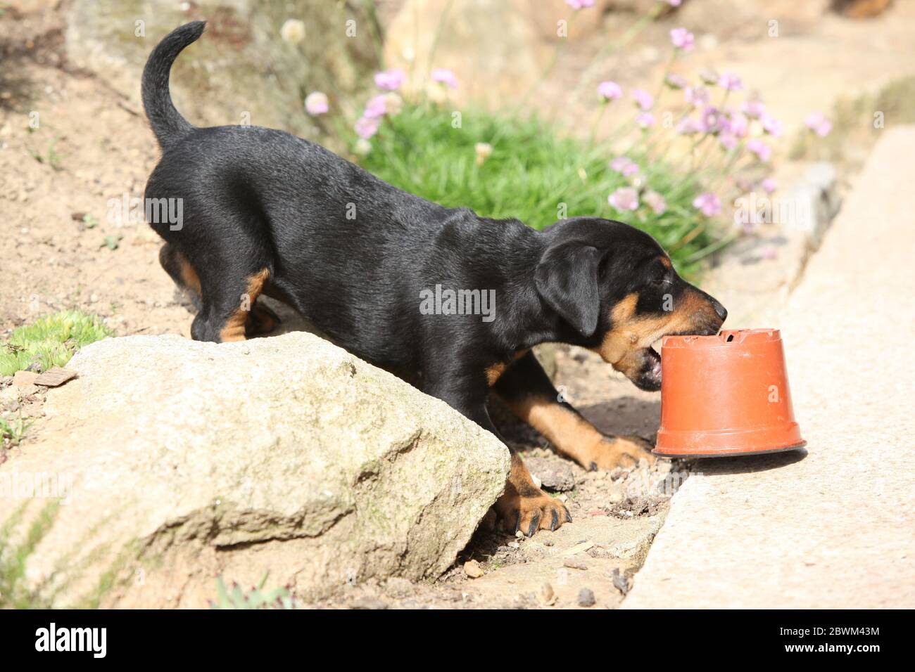 Beautiful puppy of German Hunting Terrier in the garden Stock Photo