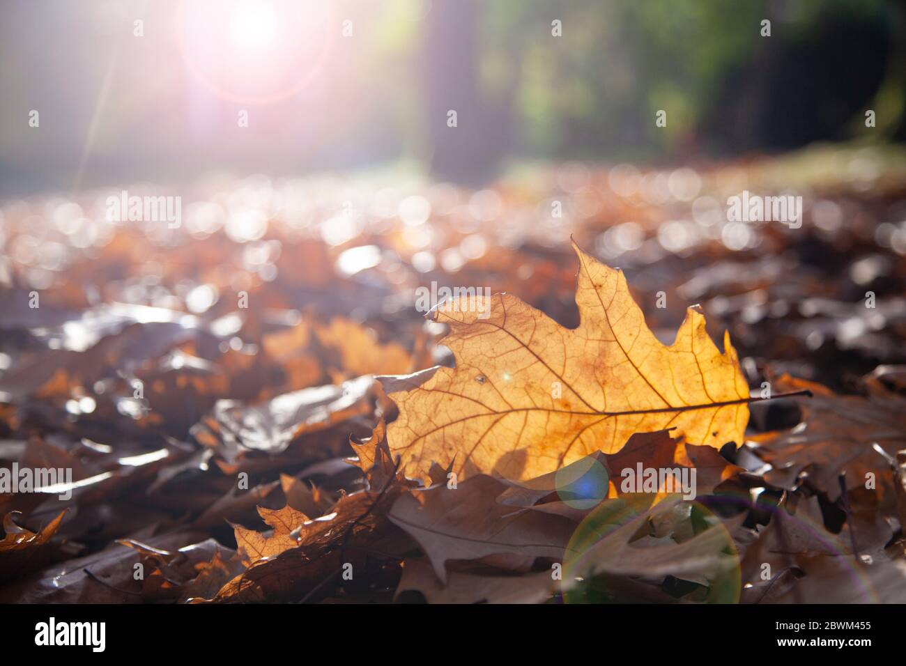 Fallen oak leaves in the sunlight. Autumn background Stock Photo - Alamy