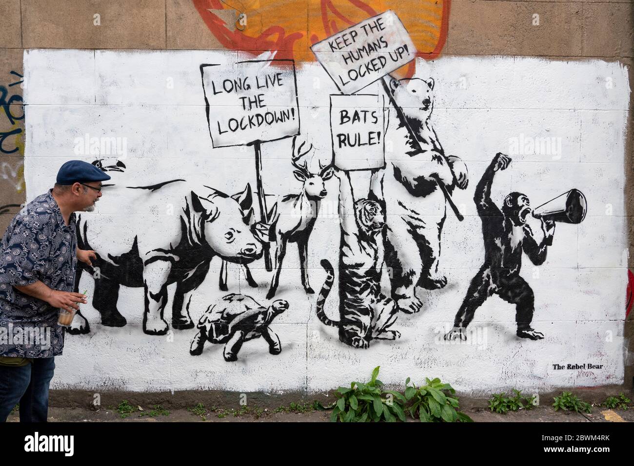 Edinburgh, Scotland, UK. 2 June 2020. New Covid-19 lockdown themed mural by The Rebel Bear artist appears on a wall in Edinburgh. Iain Masterton/Alamy Live News Stock Photo