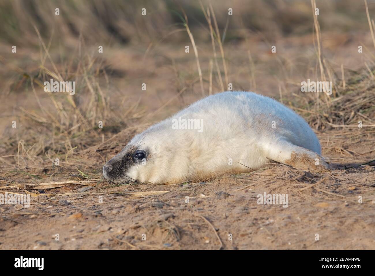 Newborn Atlantic Grey Seal Pup (Halichoerus grypus) in sand dunes Stock Photo