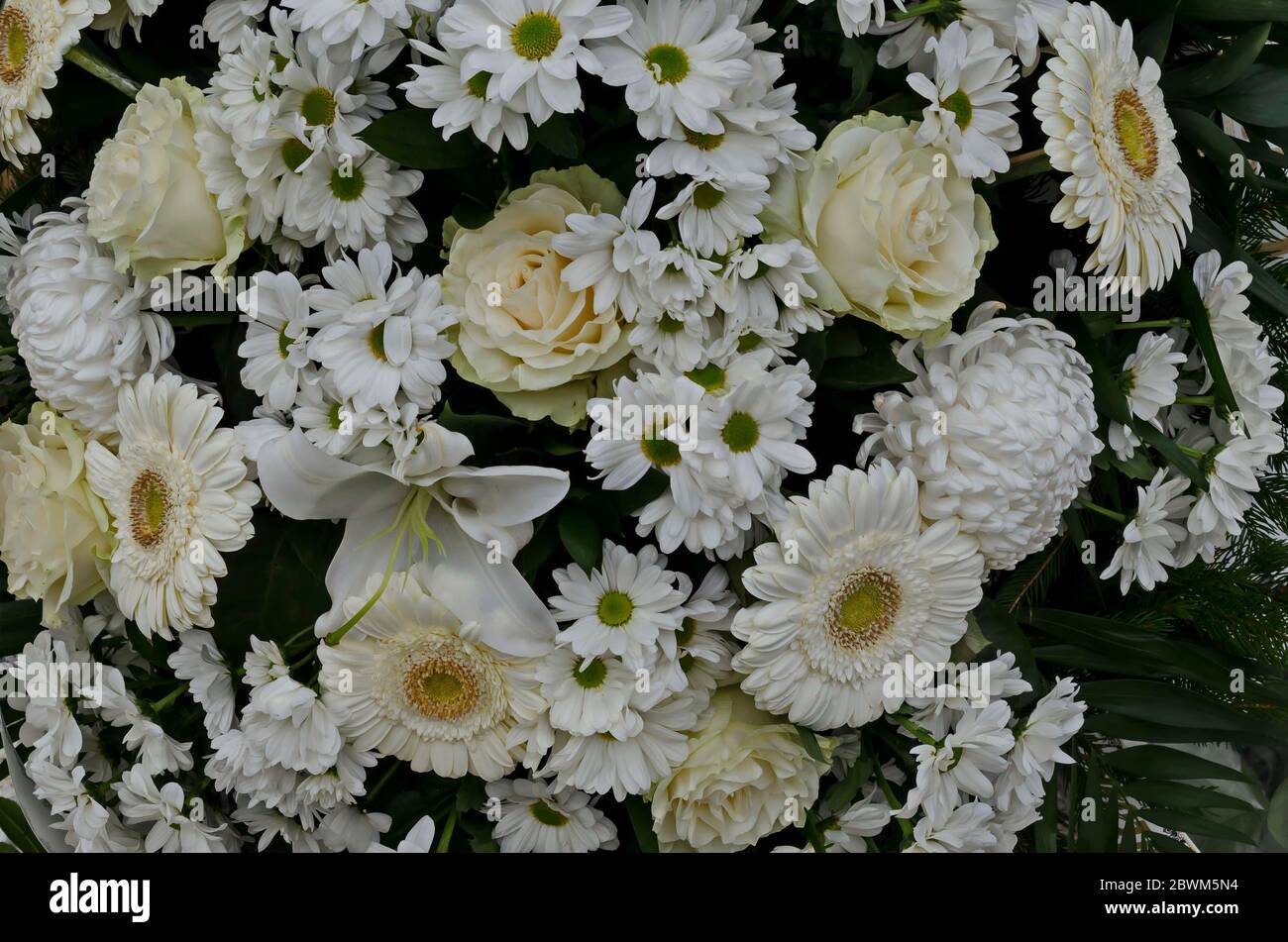 Natural background from blooming white gerbera flower,  lily, dahlia, daisy  and rose, Sofia, Bulgaria Stock Photo