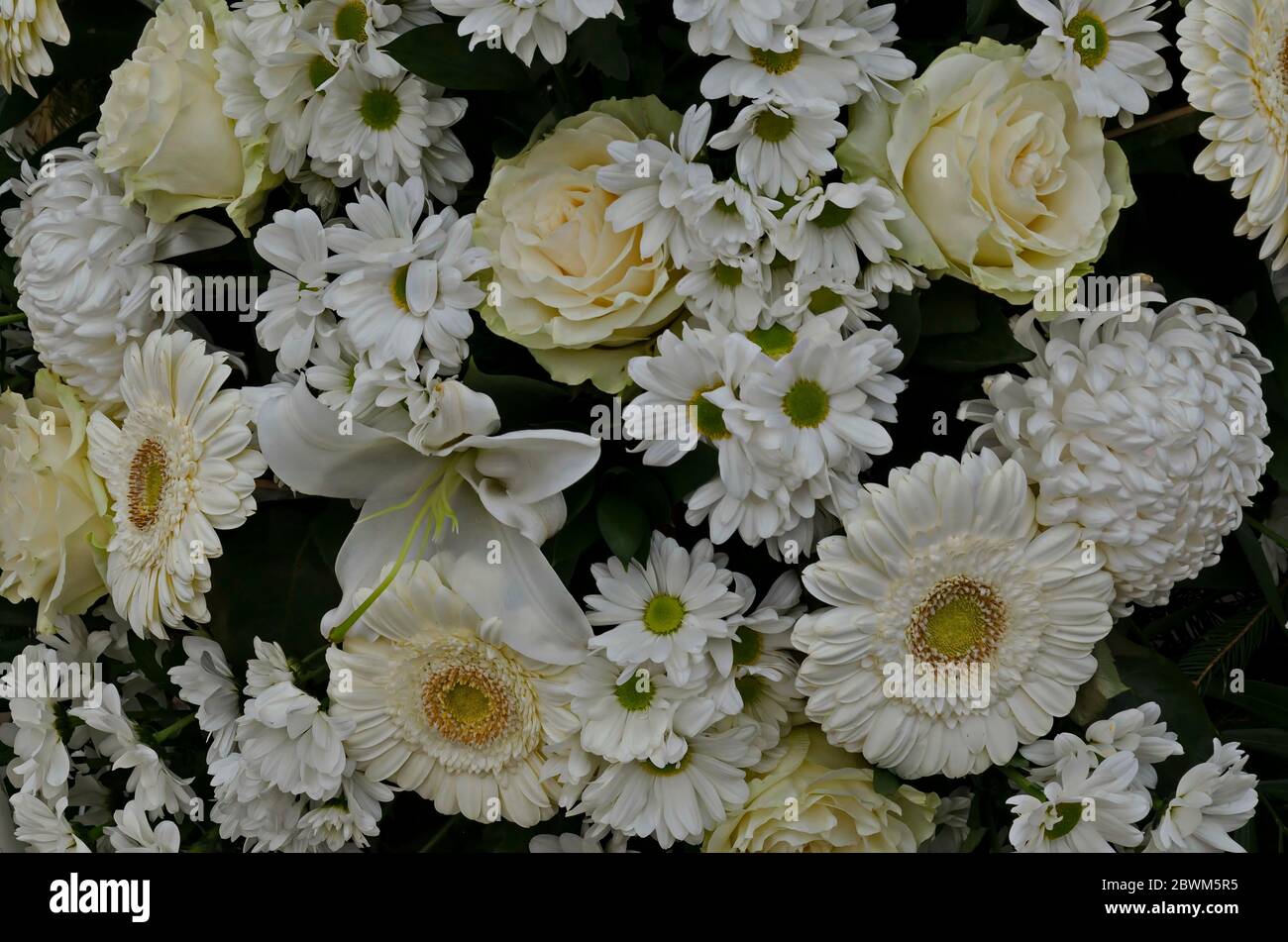 Natural background from blooming white gerbera flower,  lily, dahlia, daisy  and rose, Sofia, Bulgaria Stock Photo