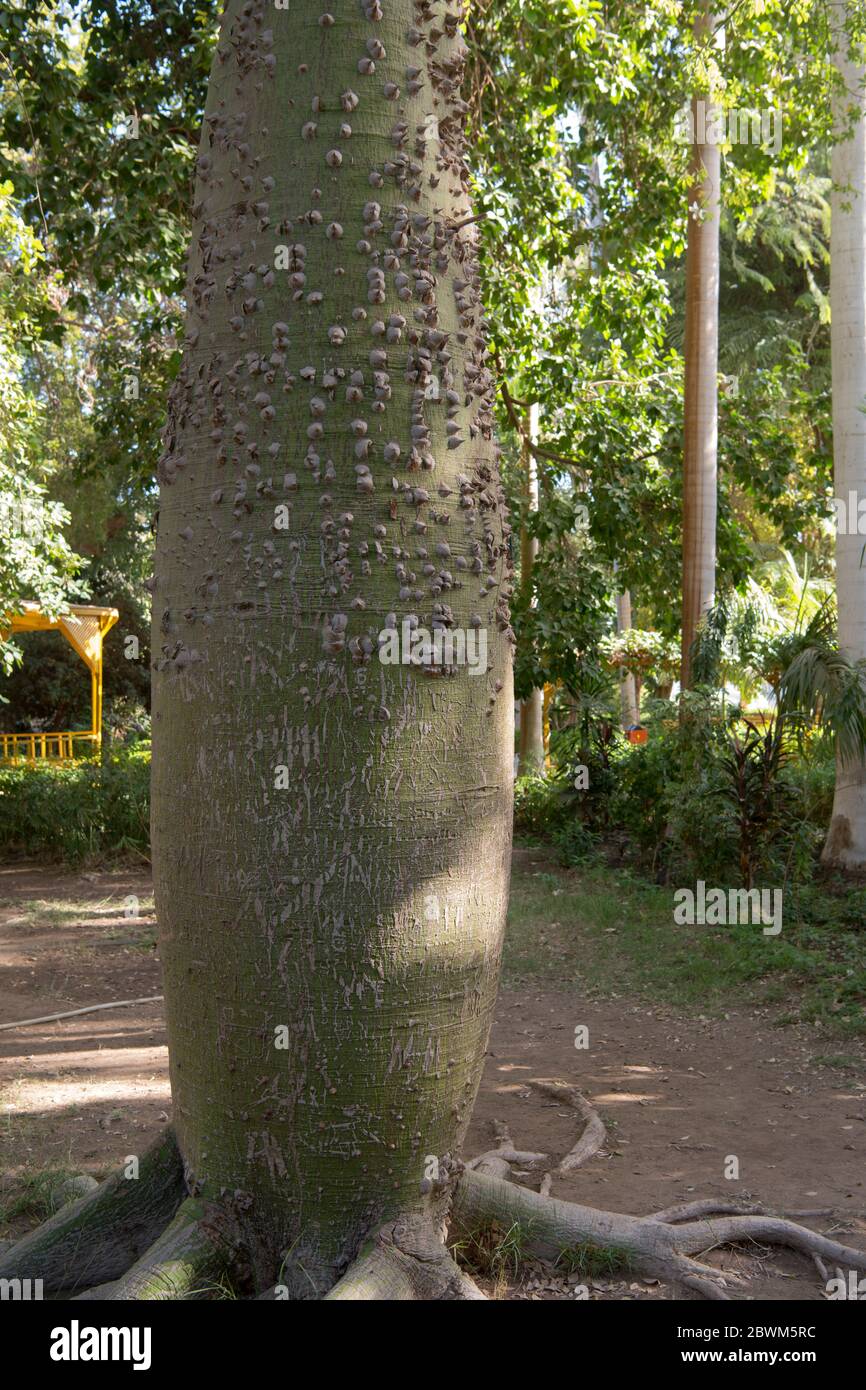 Floss Silk Tree High Resolution Stock Photography And Images Alamy Floss Silk Tree High Resolution Stock Photography And Images Alamy