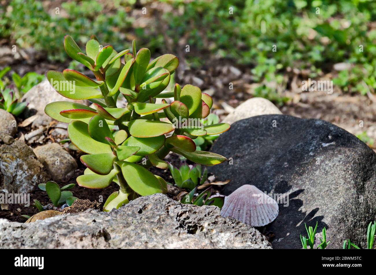 Beautiful succulent plant Crassula ovata, Jade Plant, Money tree in garden, Sofia, Bulgaria Stock Photo