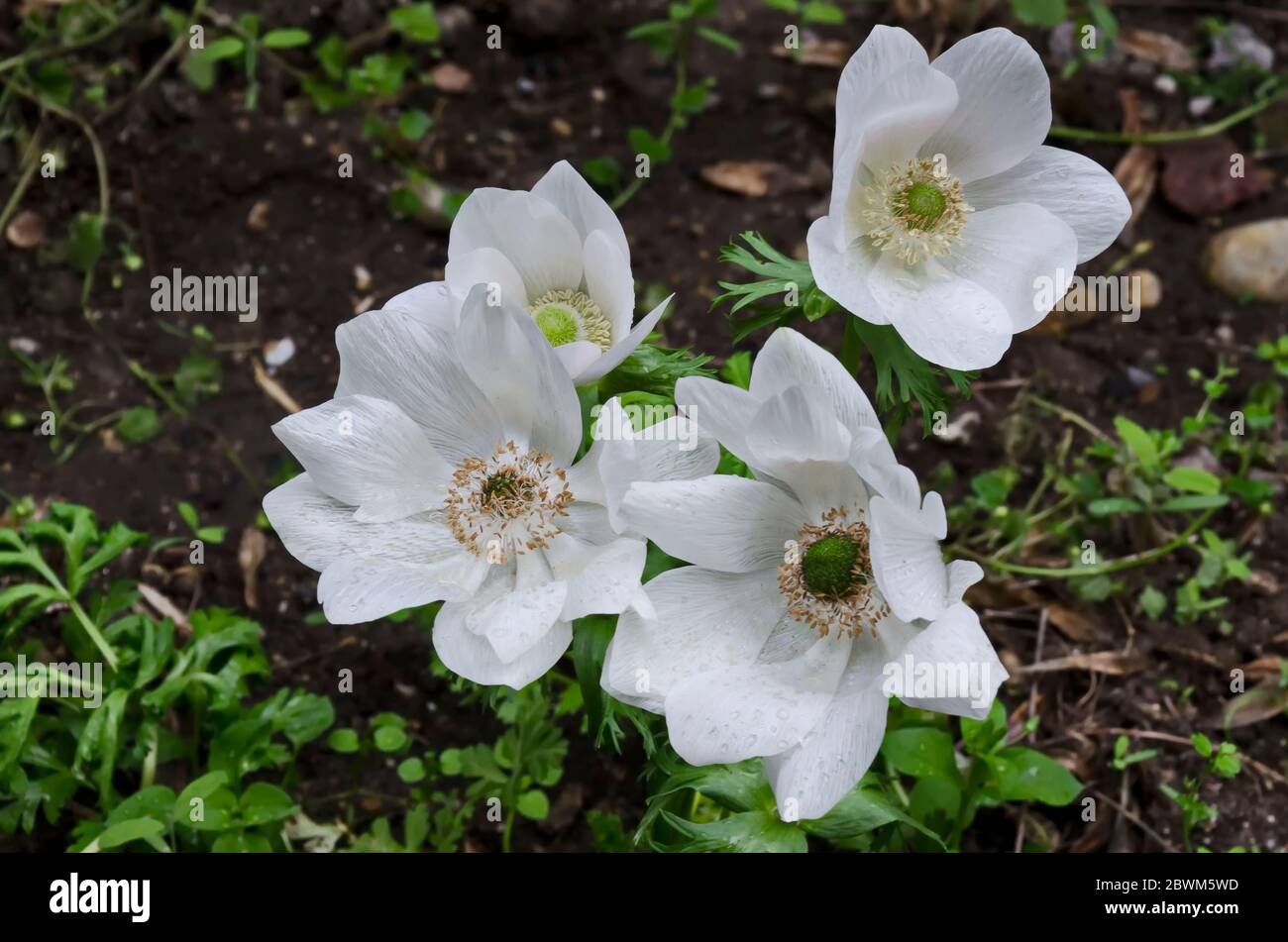 Wood Anemone, Anemone Nemorosa, windflower, blooming  white garden flower with yellow stamens, Sofia, Bulgaria Stock Photo