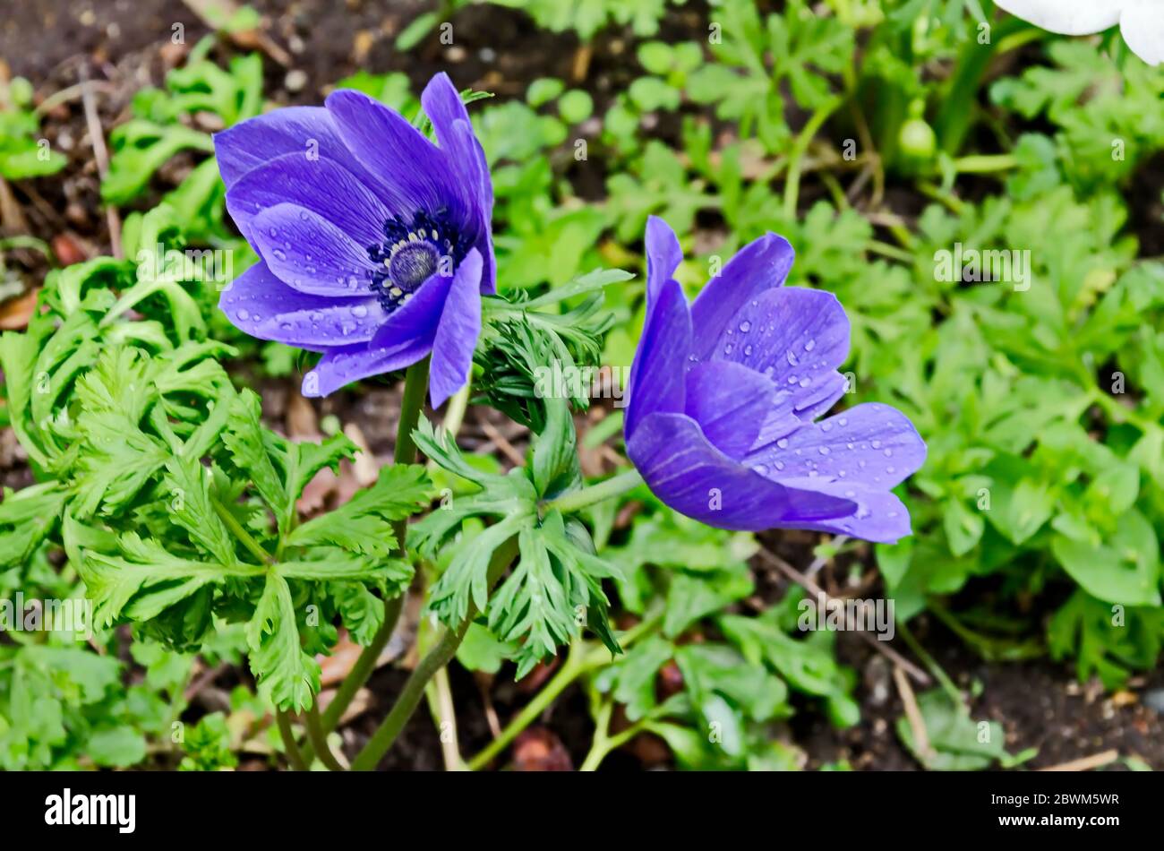 Wood Anemone, Anemone Nemorosa, windflower, blooming  purple garden flower with blue stamens, Sofia, Bulgaria Stock Photo