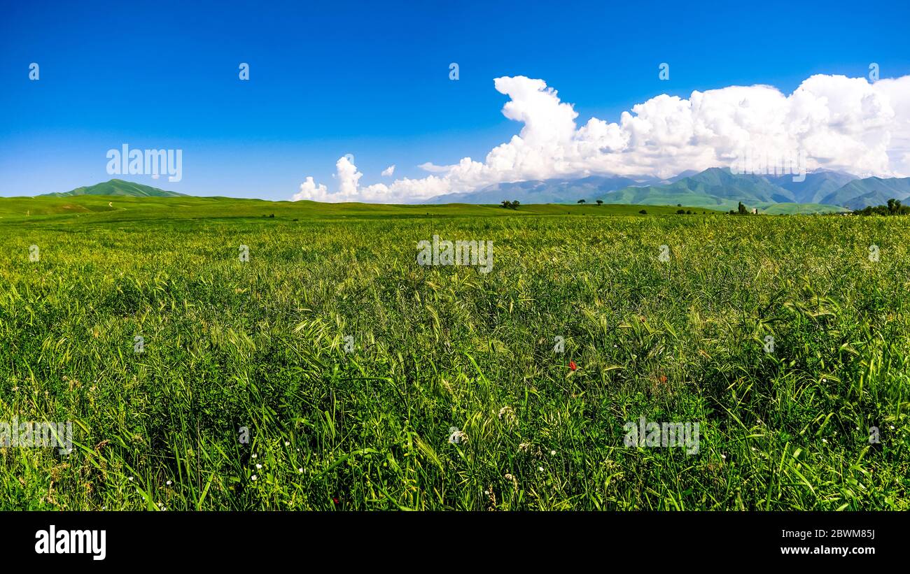 Panorama of a mountain valley in summer, aerial view. Fairytale sunset over the mountain peaks, amazing nature, summer in the mountains. Travel, touri Stock Photo