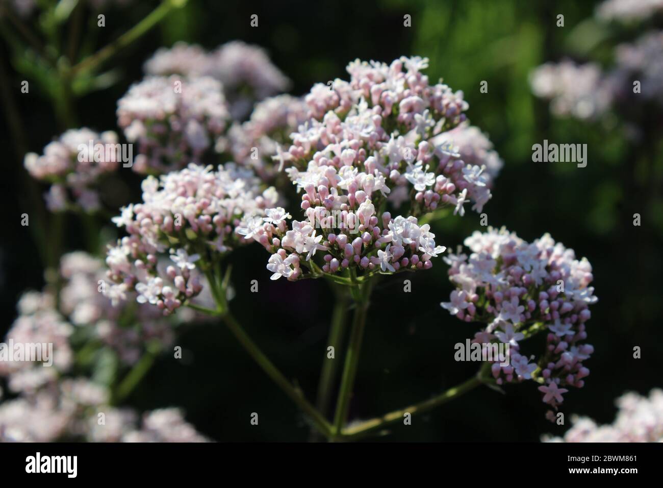 Close up image of the pale white pink flowers of Valeriana officinalis subsp. sambucifolia, also known as ?Elder-leaved valerian. Against a natural da Stock Photo