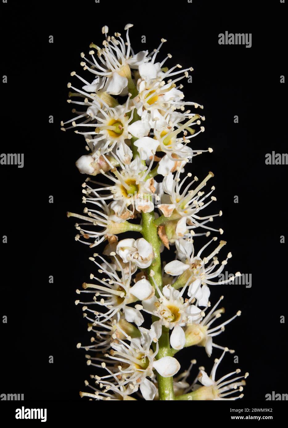 Prunus lusitanica rosaceae family focus stack macro background high quality prints Stock Photo