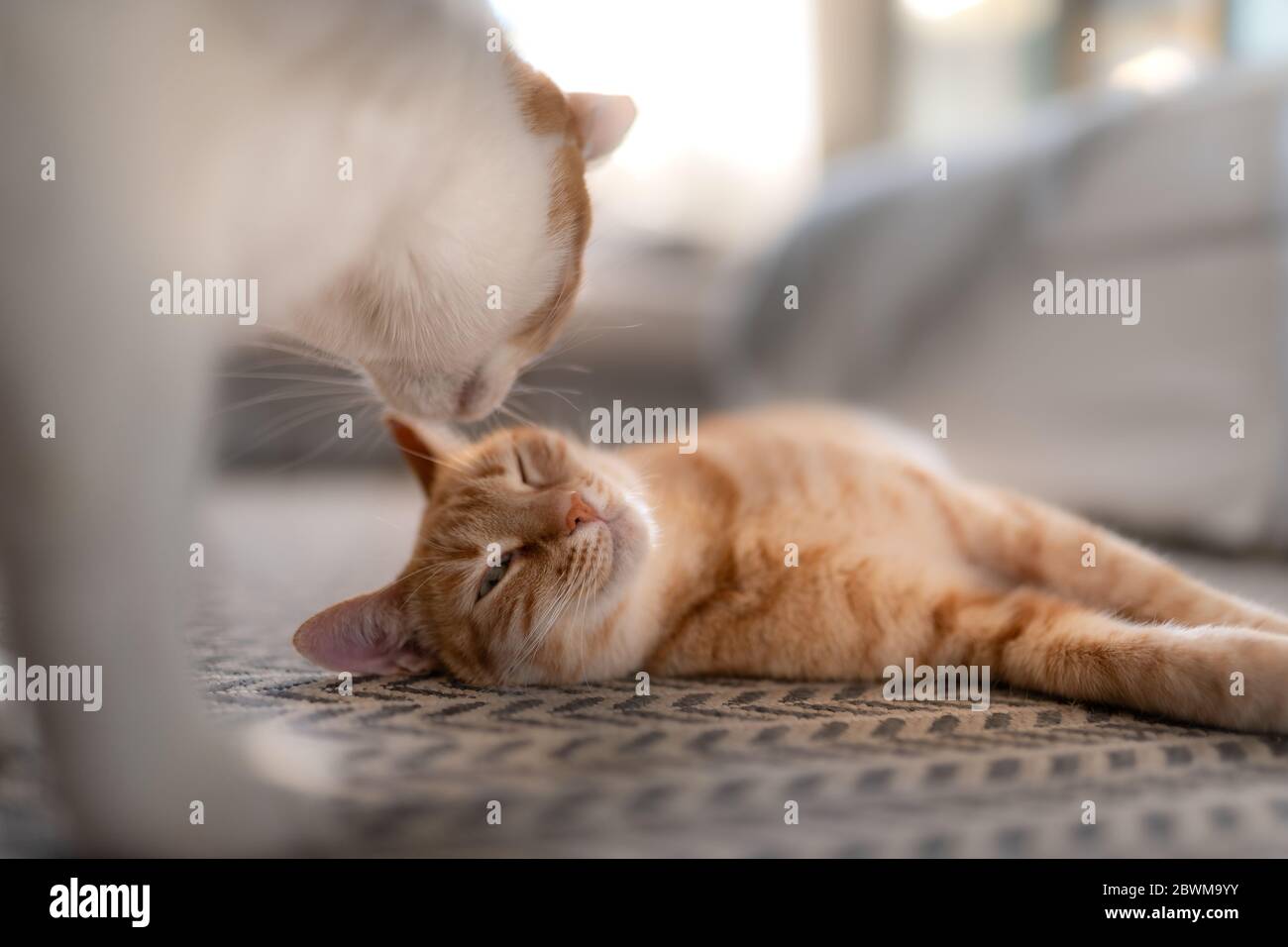 white cat licks the head of tabby cat lying on the carpet Stock Photo