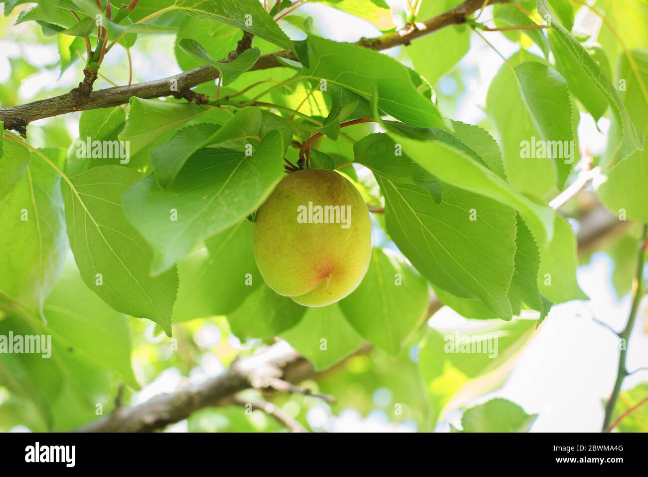 Green apricots hires stock photography and images Alamy