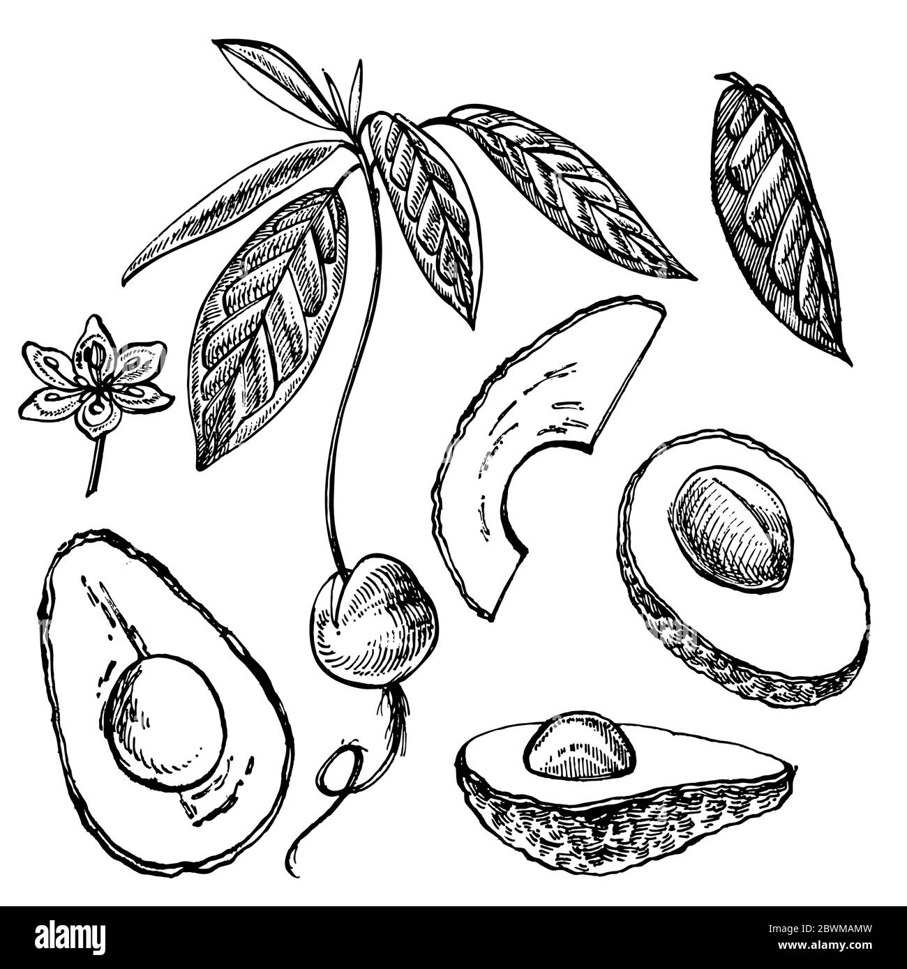 Avocado. Hand drawn illustrations. Tropical summer fruit engraved style ...