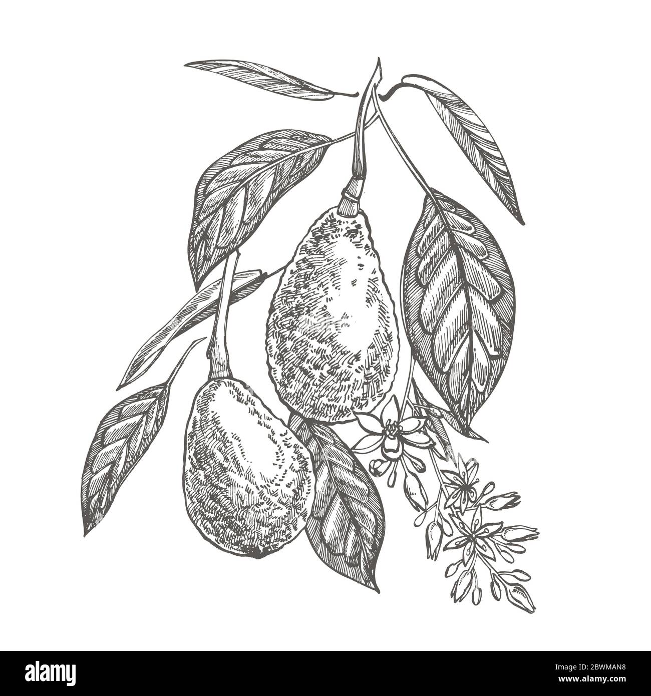 Avocado. Hand drawn illustrations. Tropical summer fruit engraved style ...