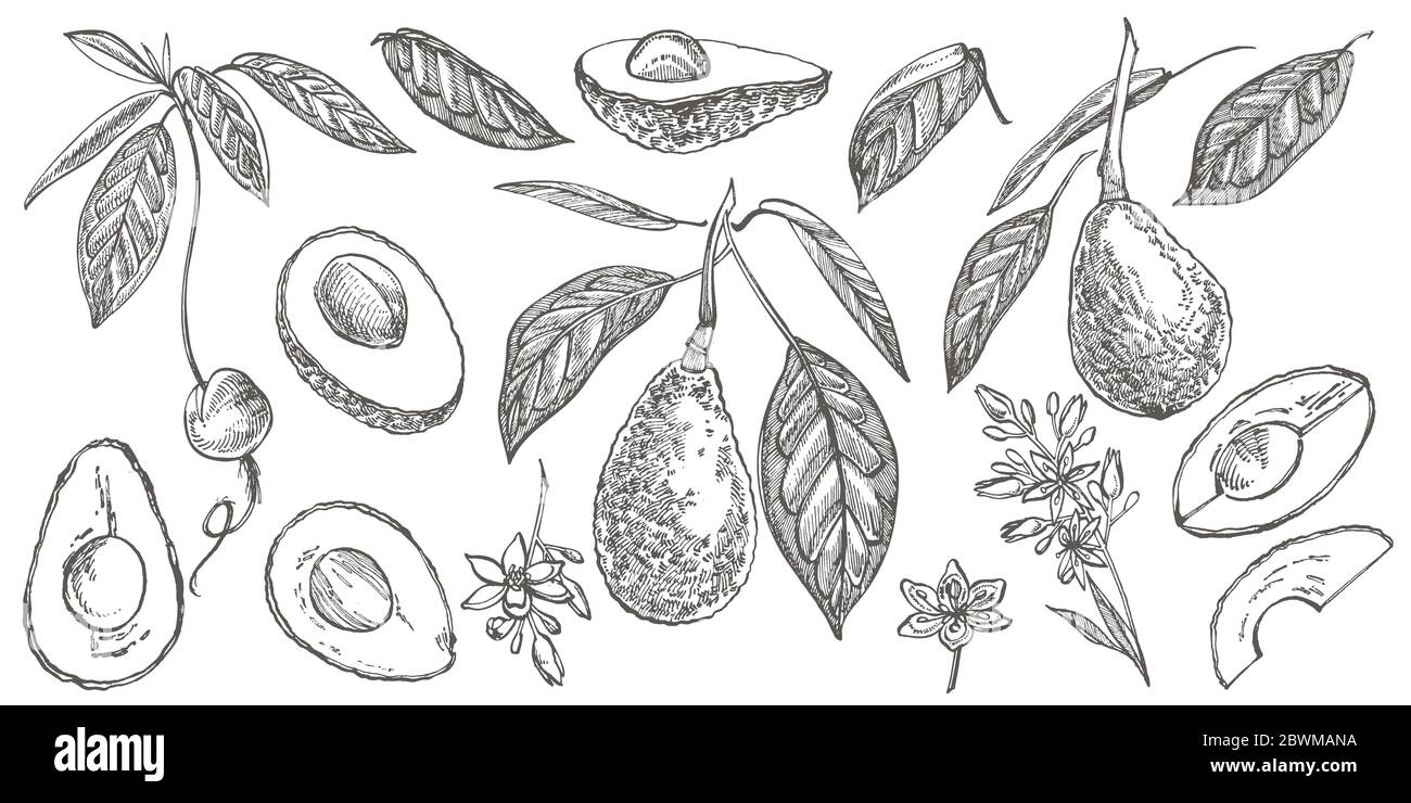 Avocado. Hand drawn illustrations. Tropical summer fruit engraved style ...