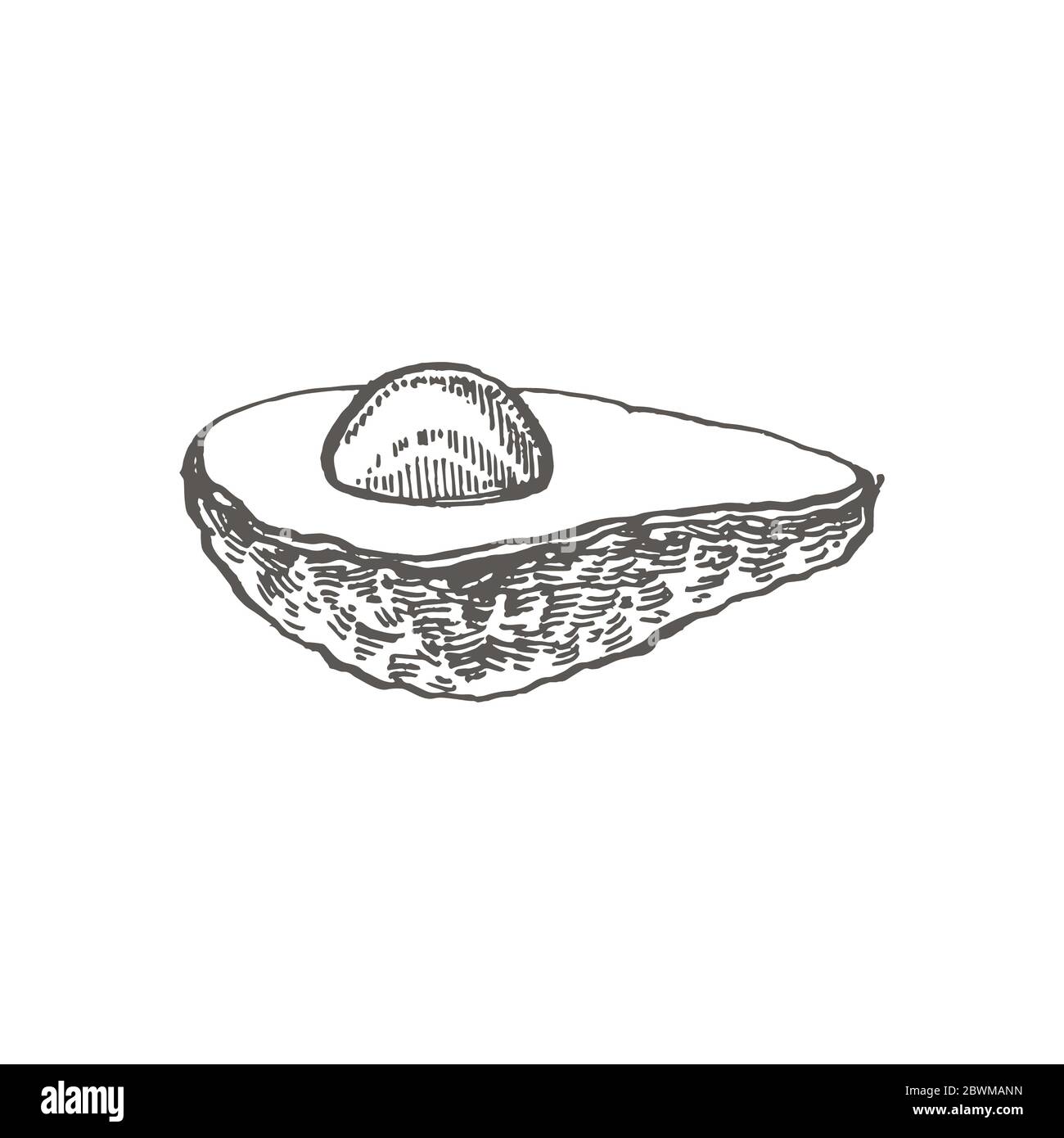 Avocado. Hand drawn illustrations. Tropical summer fruit engraved style ...