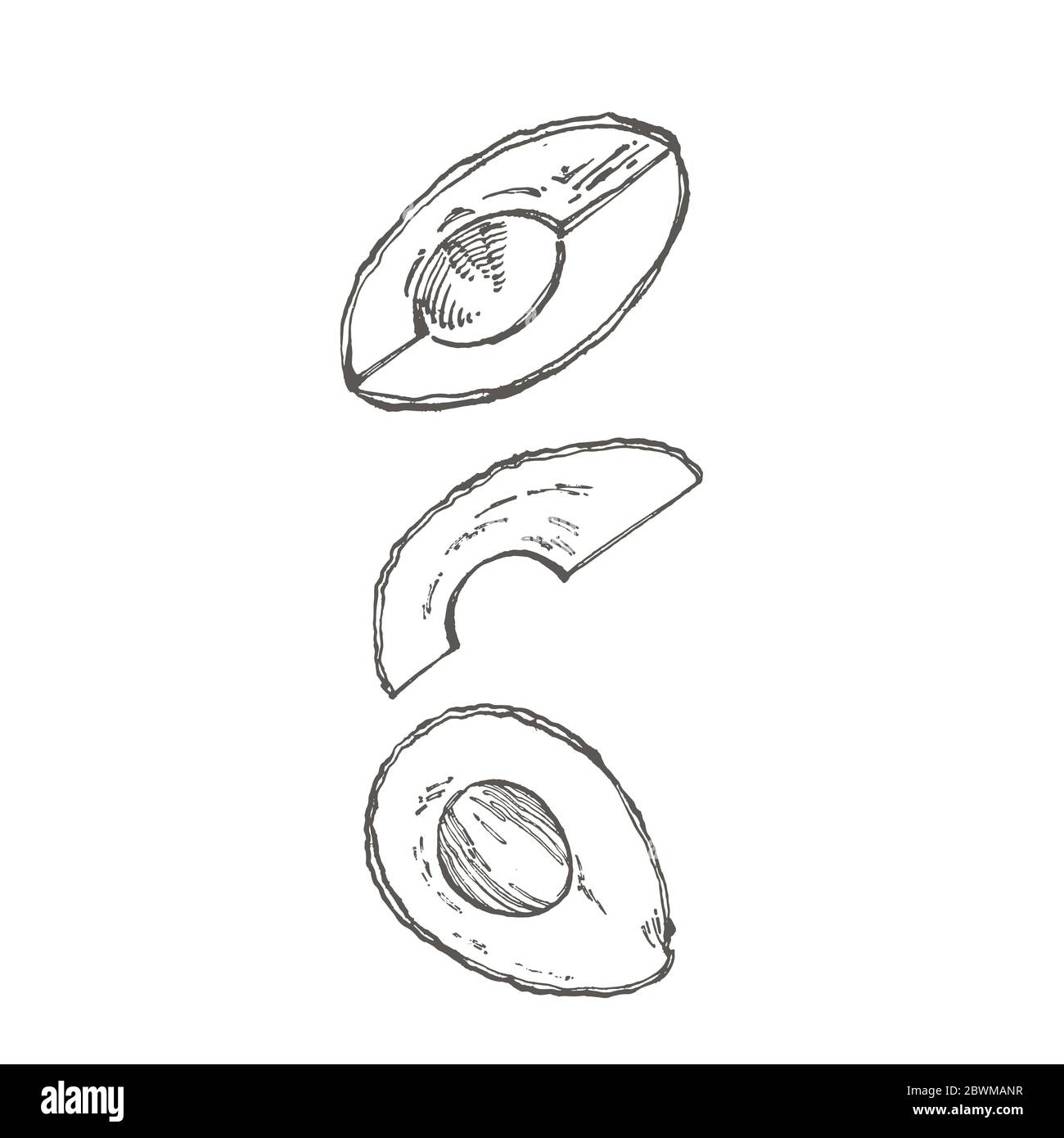 Avocado. Hand drawn illustrations. Tropical summer fruit engraved style ...