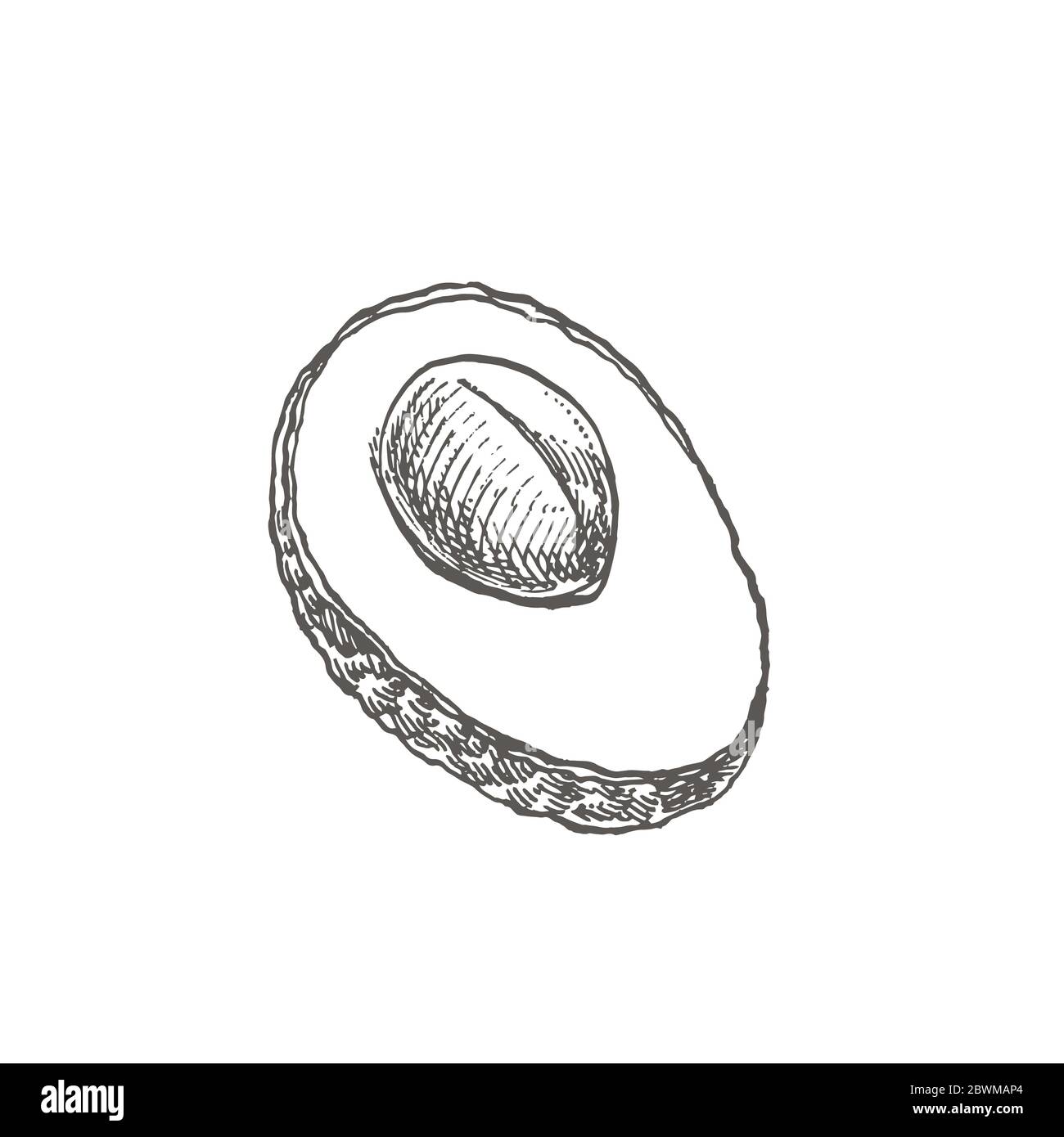 Avocado. Hand drawn illustrations. Tropical summer fruit engraved style ...