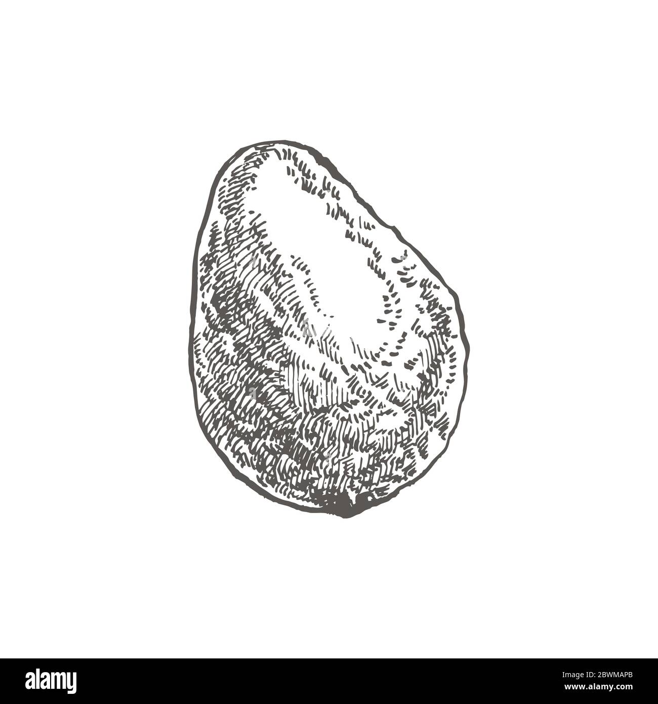 Avocado. Hand drawn illustrations. Tropical summer fruit engraved style ...