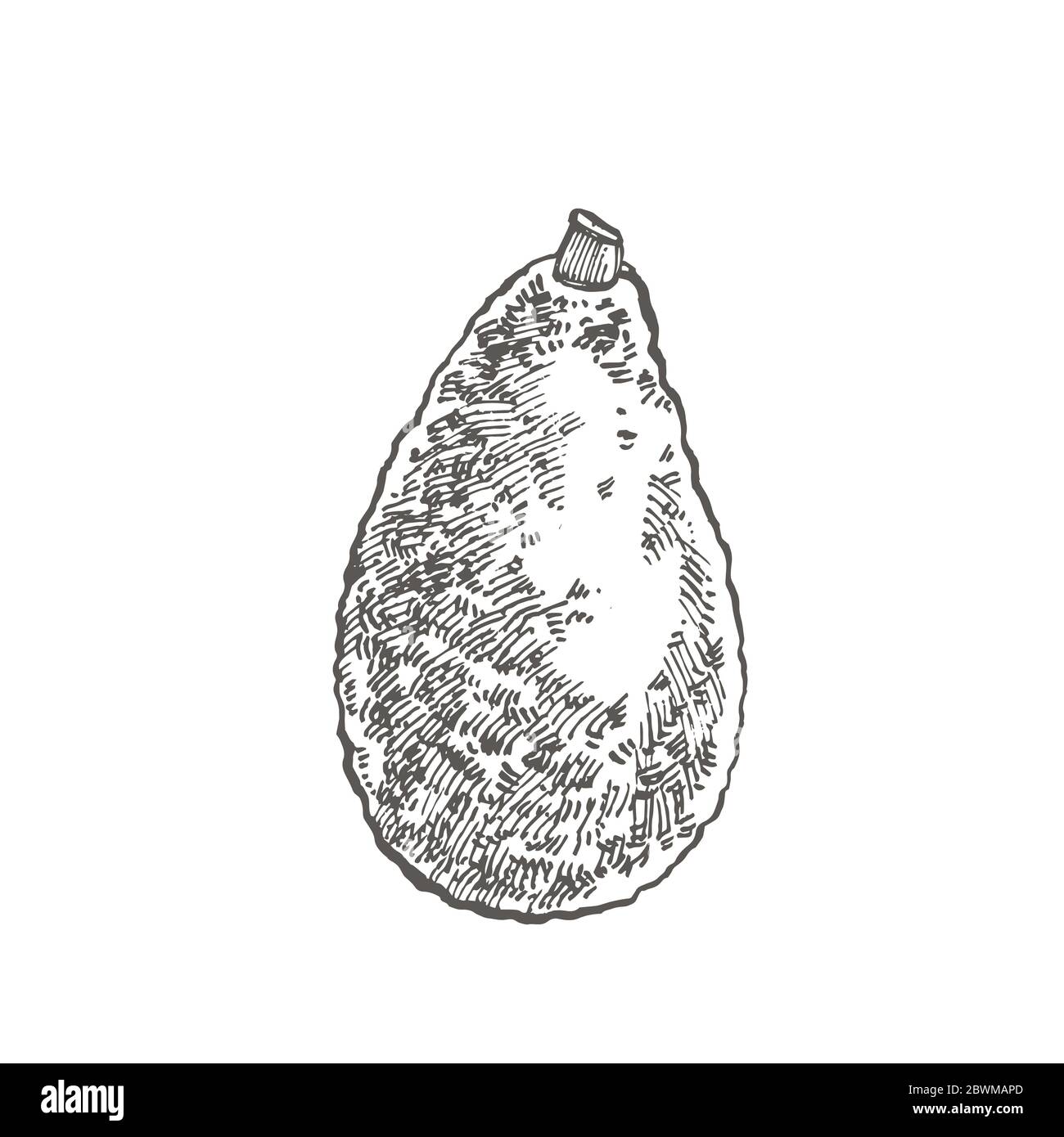 Avocado. Hand drawn illustrations. Tropical summer fruit engraved style ...