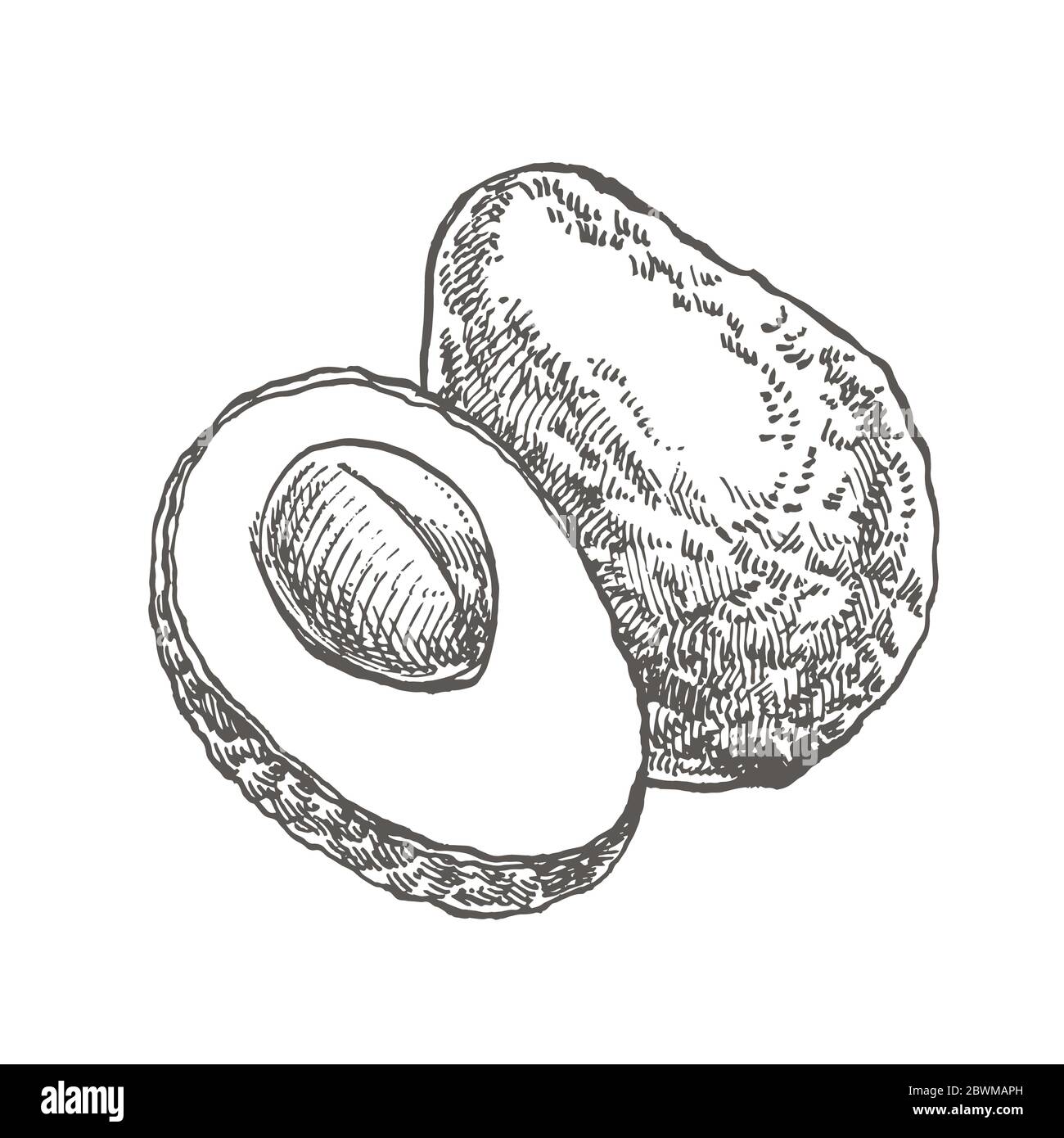 Avocado. Hand drawn illustrations. Tropical summer fruit engraved style ...