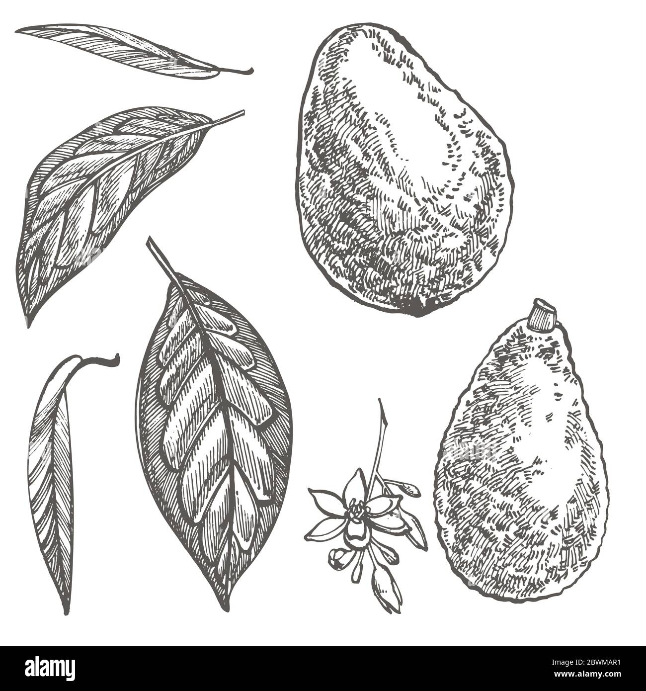 Avocado. Hand drawn illustrations. Tropical summer fruit engraved style ...