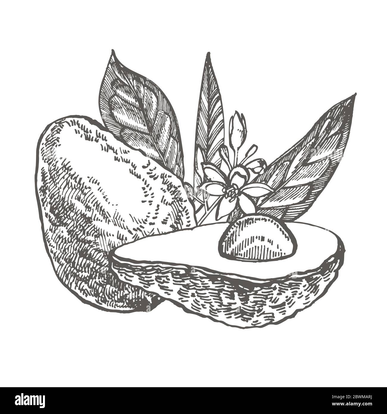 Avocado. Hand drawn illustrations. Tropical summer fruit engraved style ...