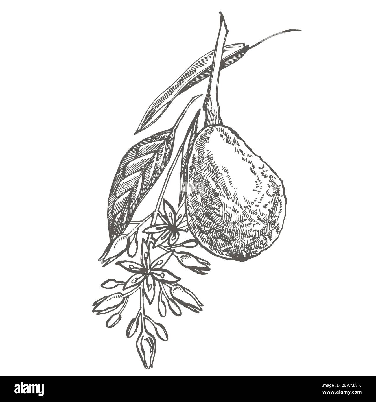 Avocado. Hand drawn illustrations. Tropical summer fruit engraved style ...