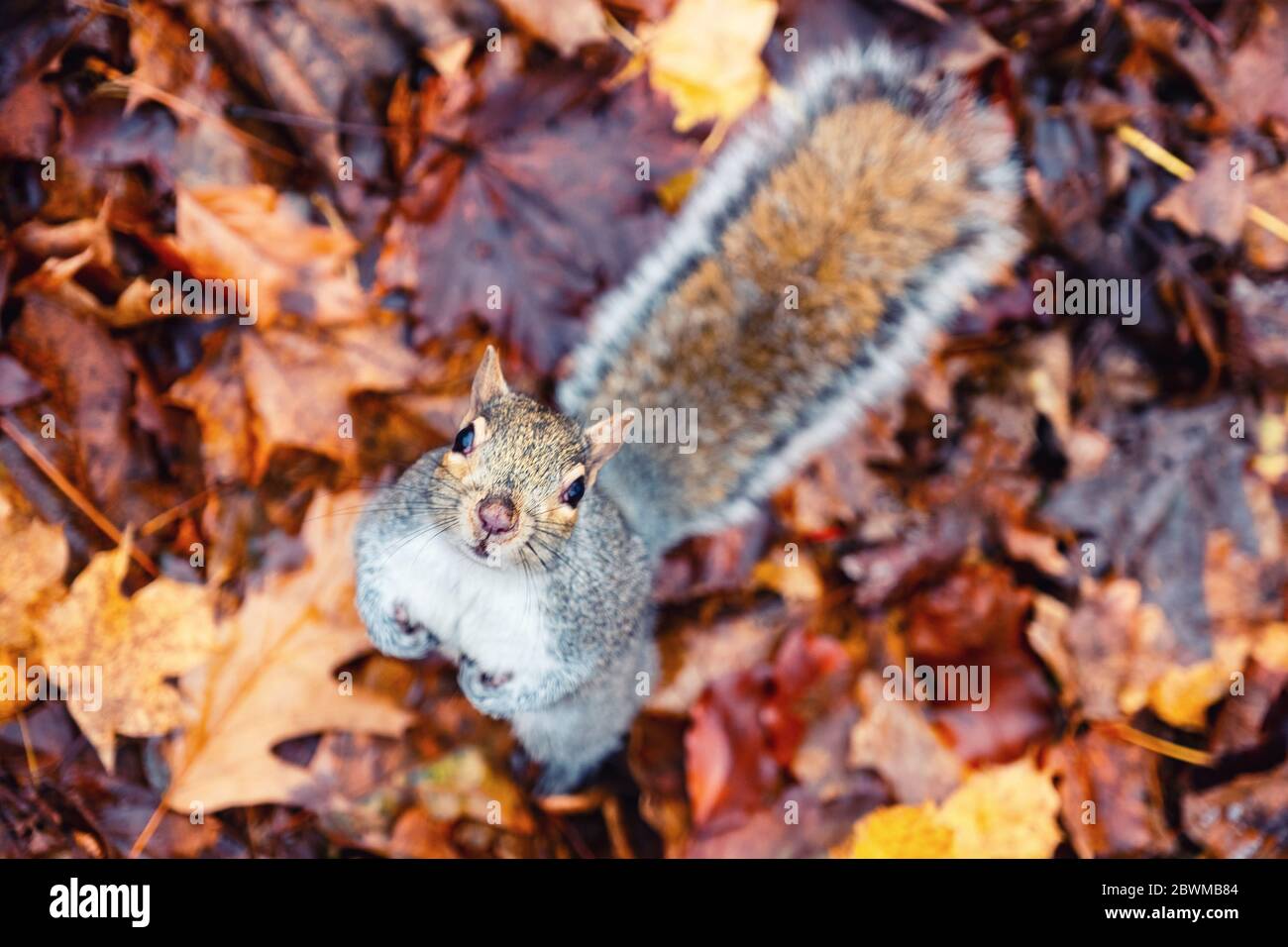 Squirrel in the autumn. Squirrel looking at the camera with the red and yellow autumn leaves at the background Stock Photo