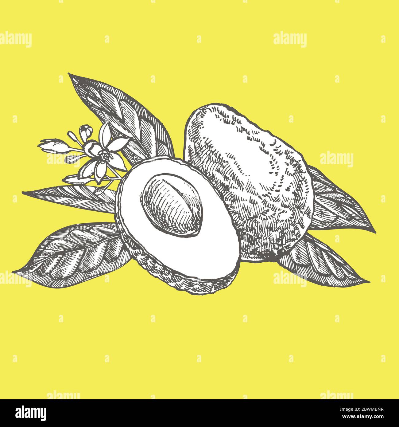Avocado. Hand drawn illustrations. Tropical summer fruit engraved style ...