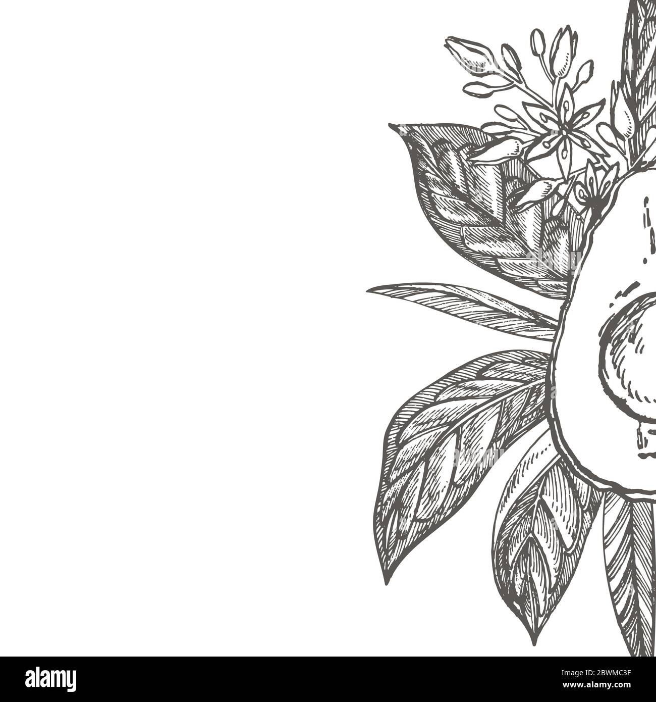 Avocado. Hand drawn illustrations. Tropical summer fruit engraved style ...