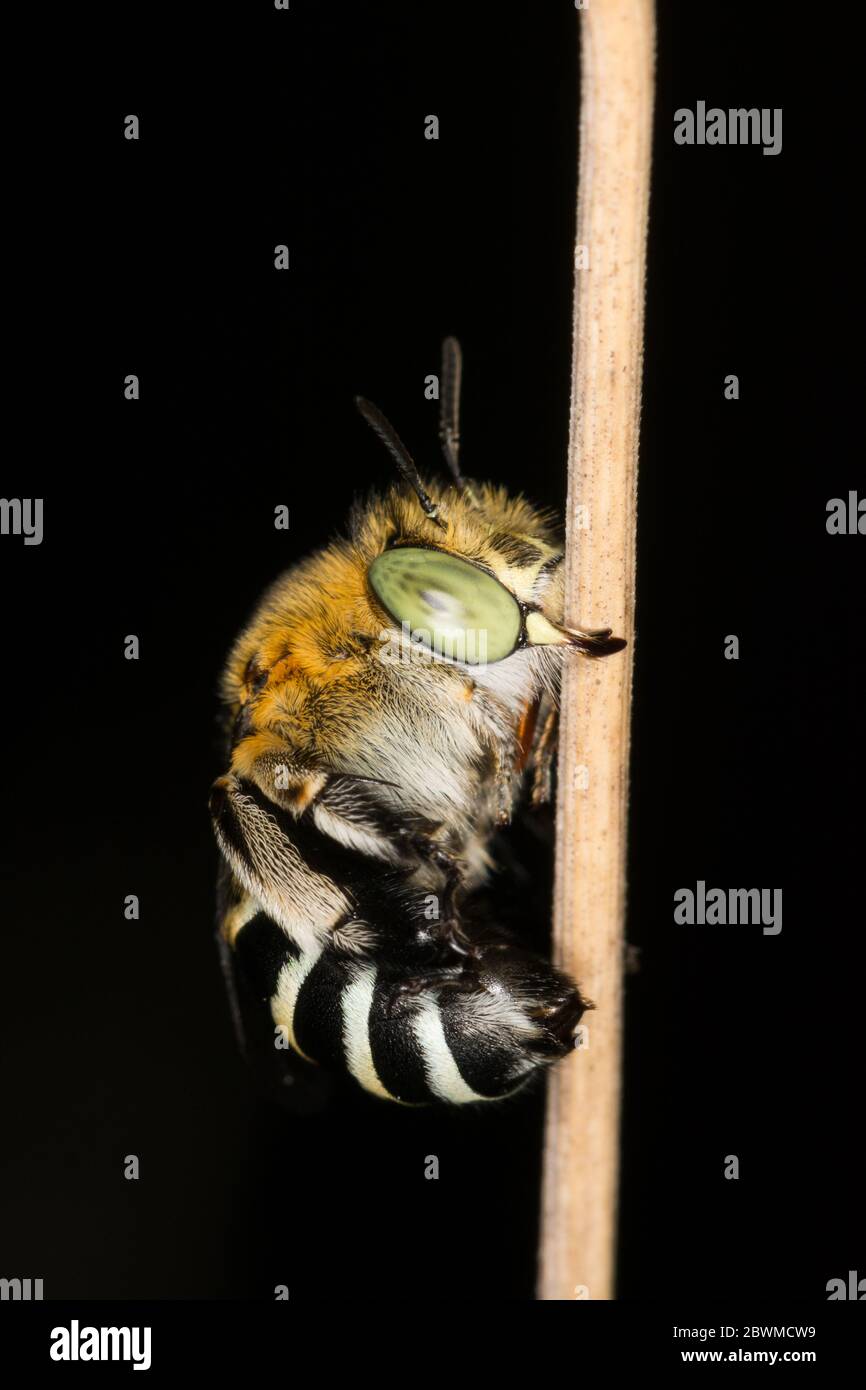 Blue Banded Bee, roosting. Stock Photo