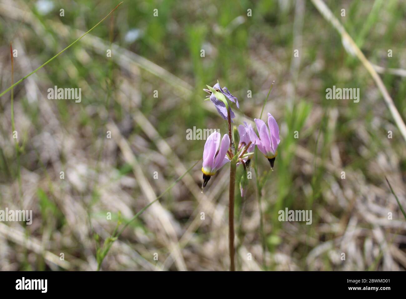 Shooting star wildflowers in bright sun at Miami Woods in Morton Grove, Illinois Stock Photo