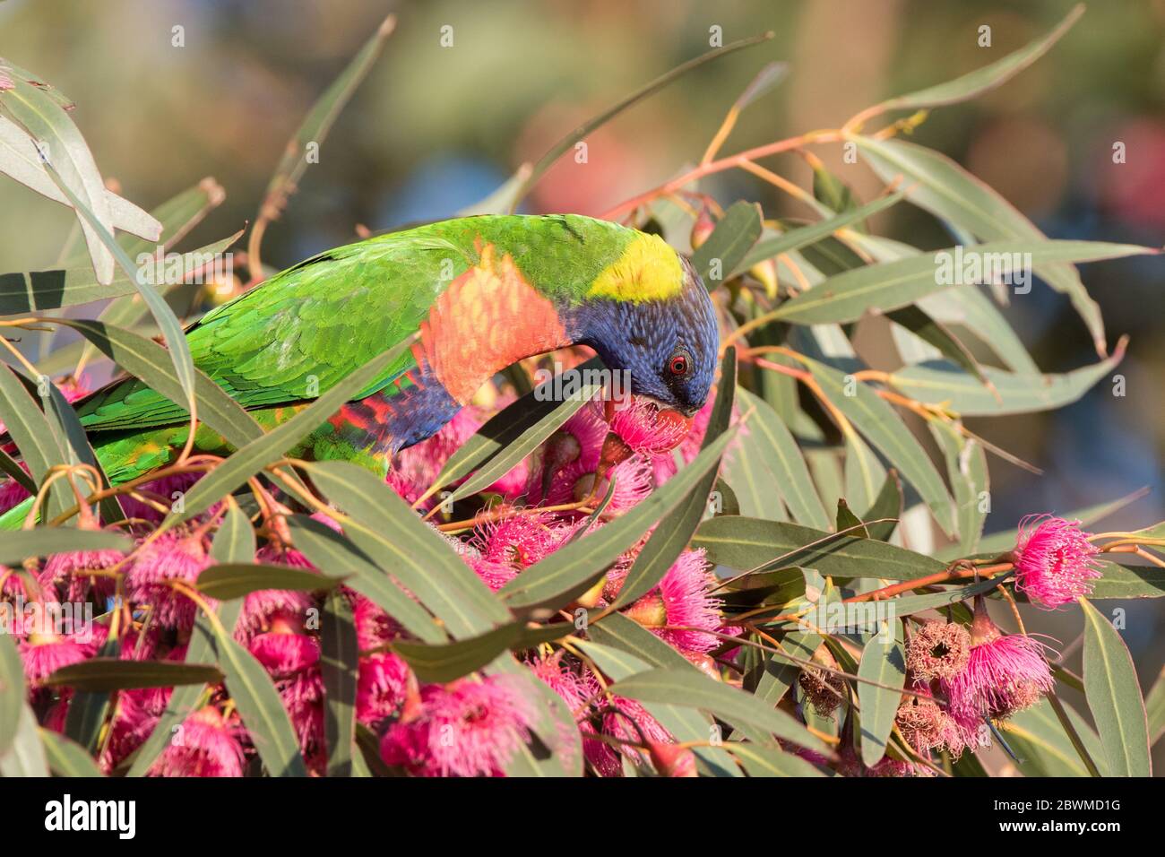 Rainbow Lorikeet nectar feeding. Stock Photo