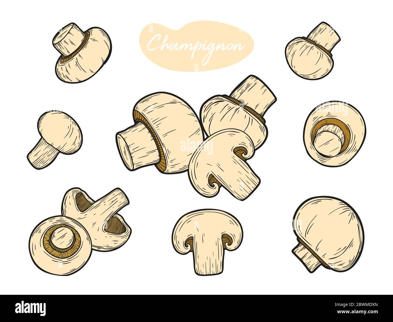 Mushroom, champignon isolated on white background. Vector illustration in sketch style. Stock Vector